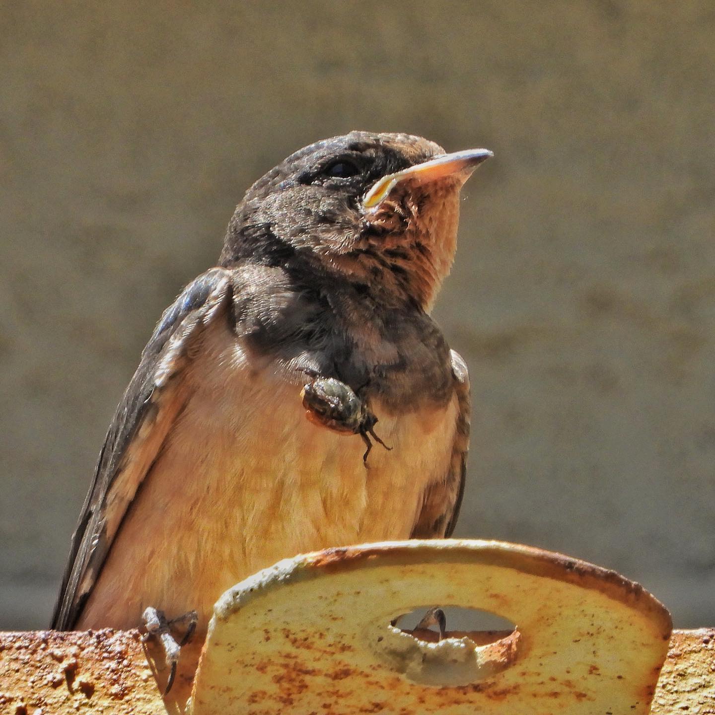 Barn Swallow 9