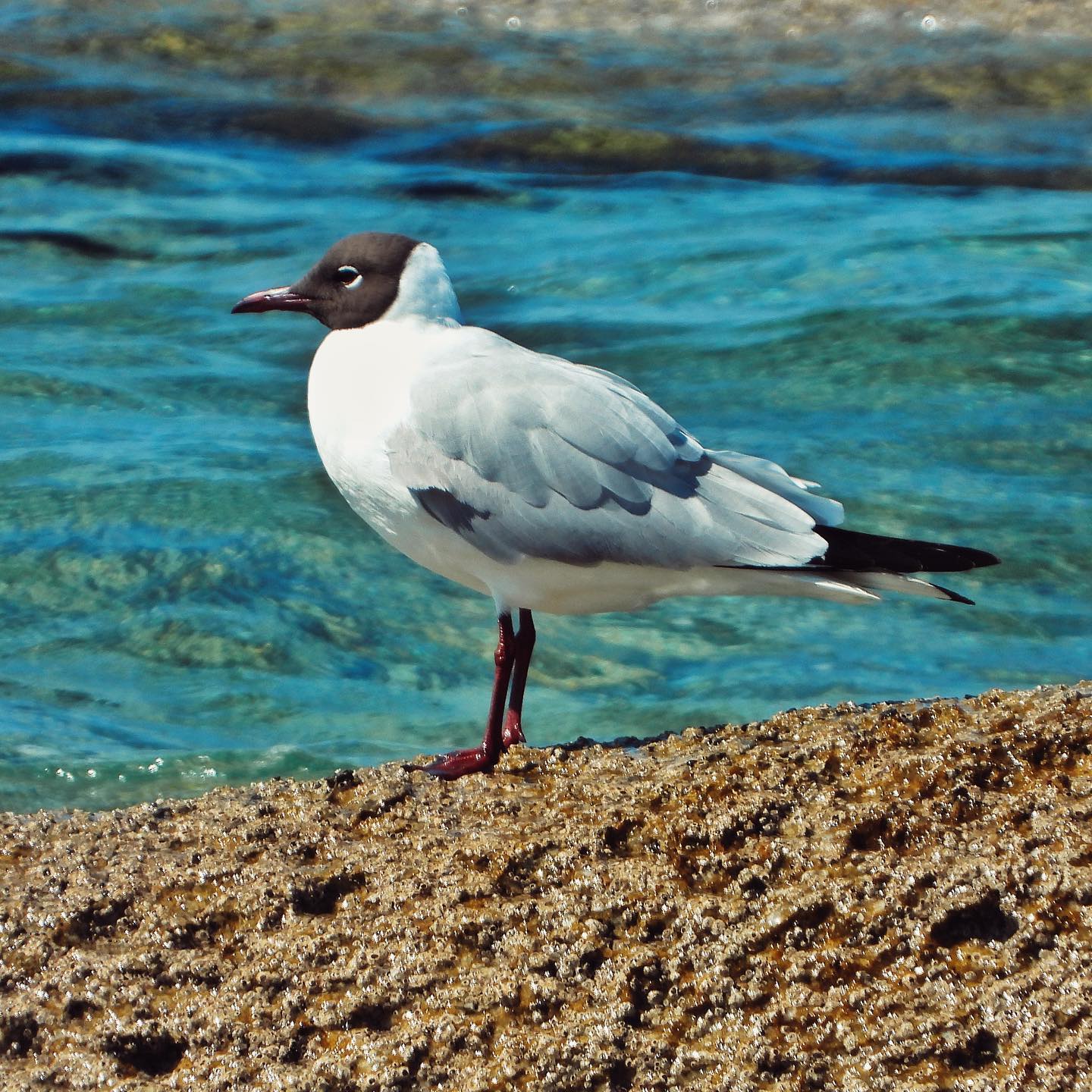 Black Headed Gull 13