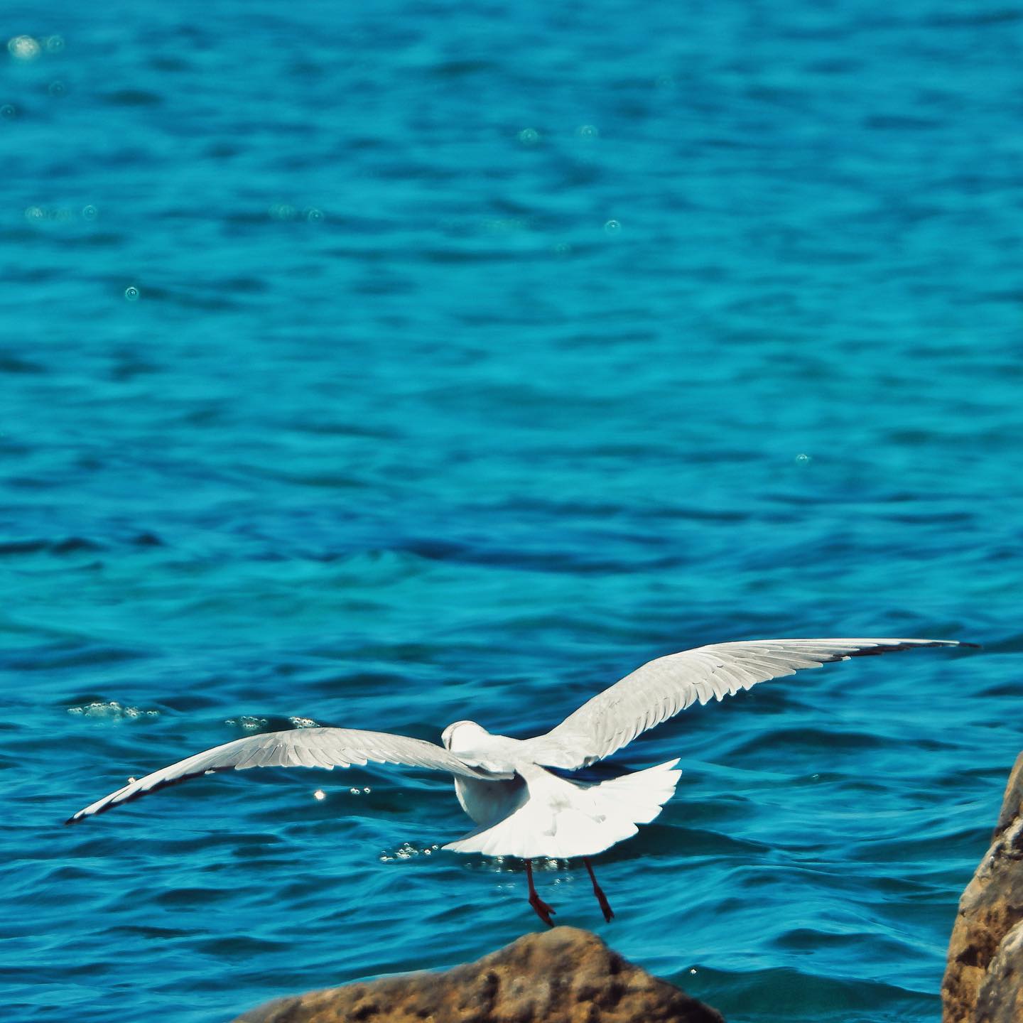 Black Headed Gull 14