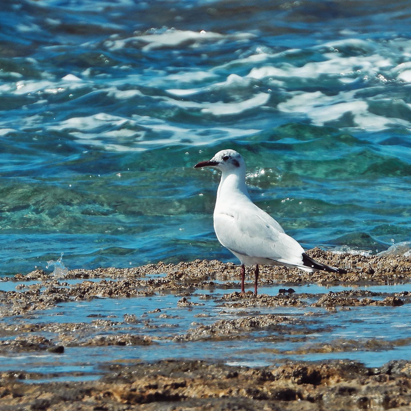 Black Headed Gull 15