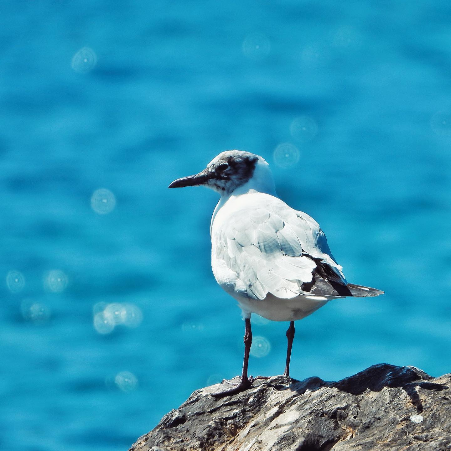 Black-headed gull