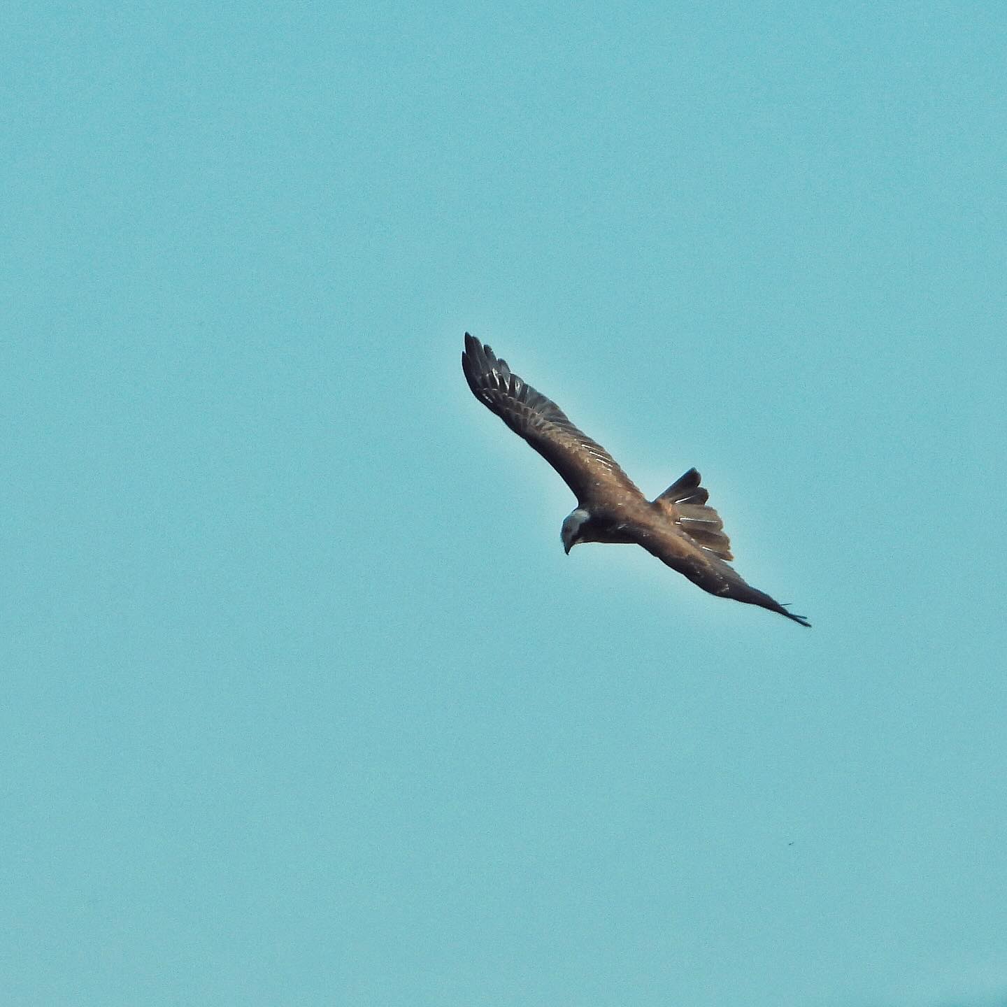 Black kite