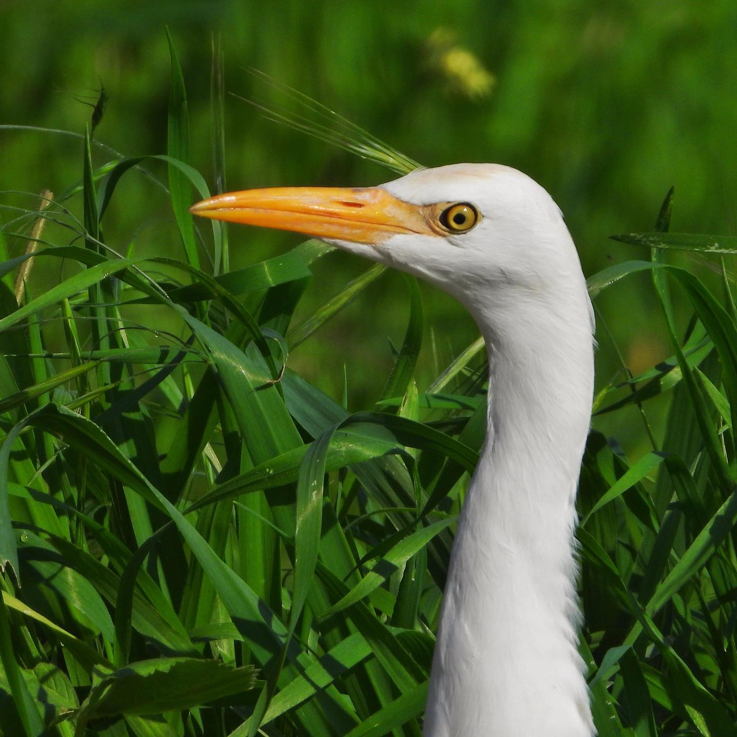 Cattle Egret 1