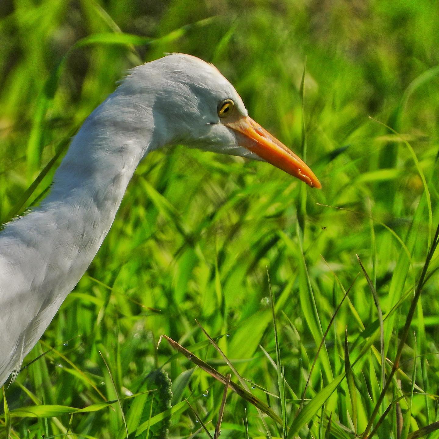 Cattle Egret 2