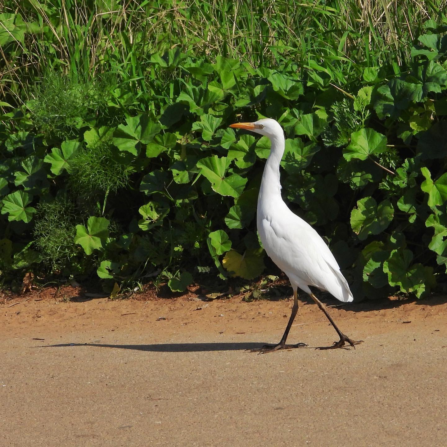 Cattle Egret 3