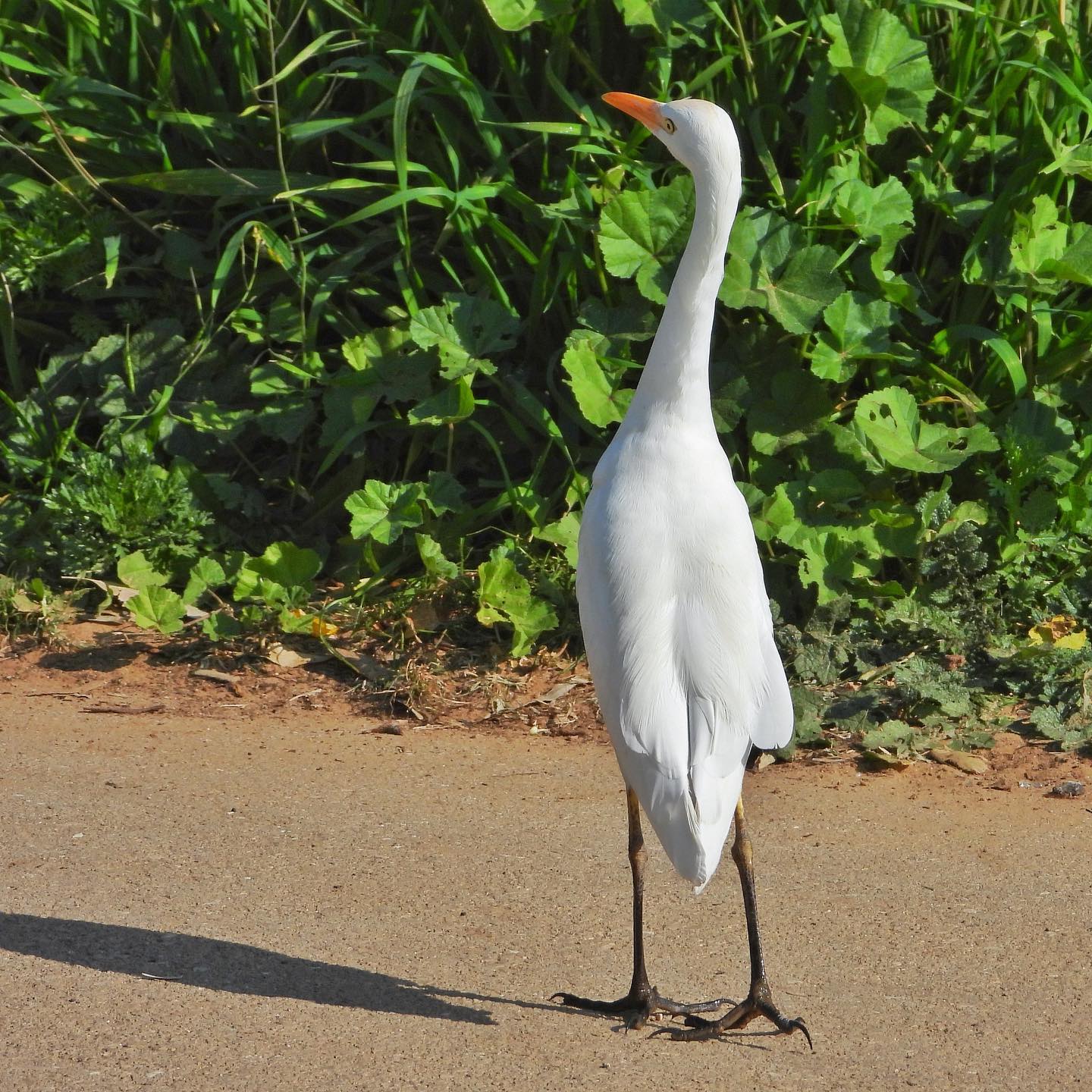 Cattle Egret 4