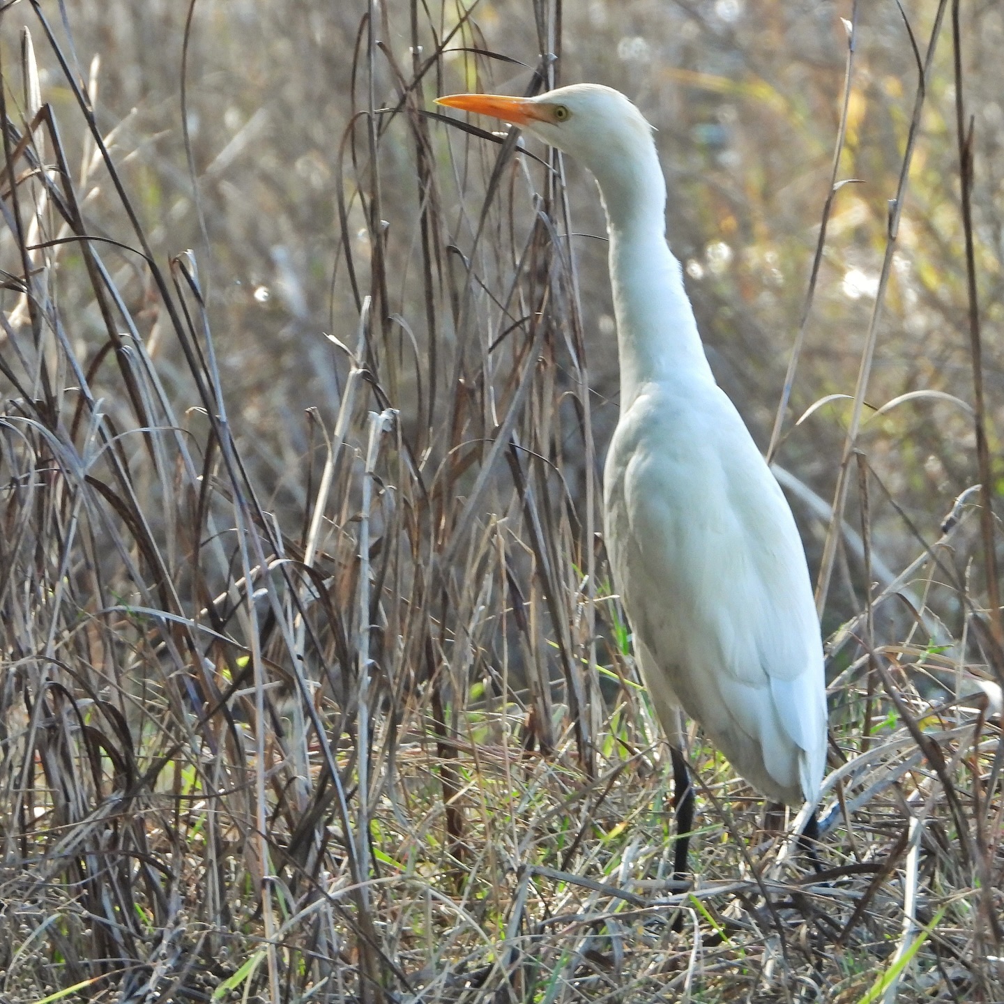 Cattle Egret 5