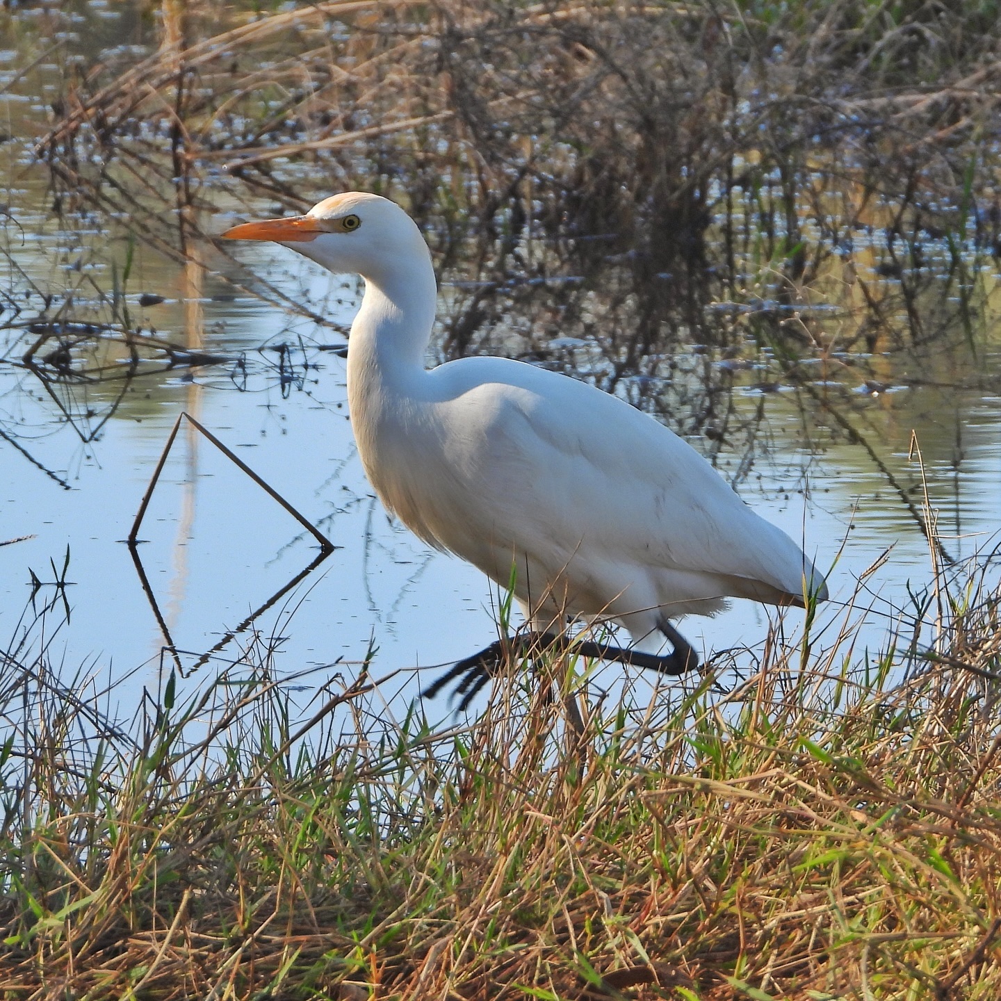 Cattle Egret 6