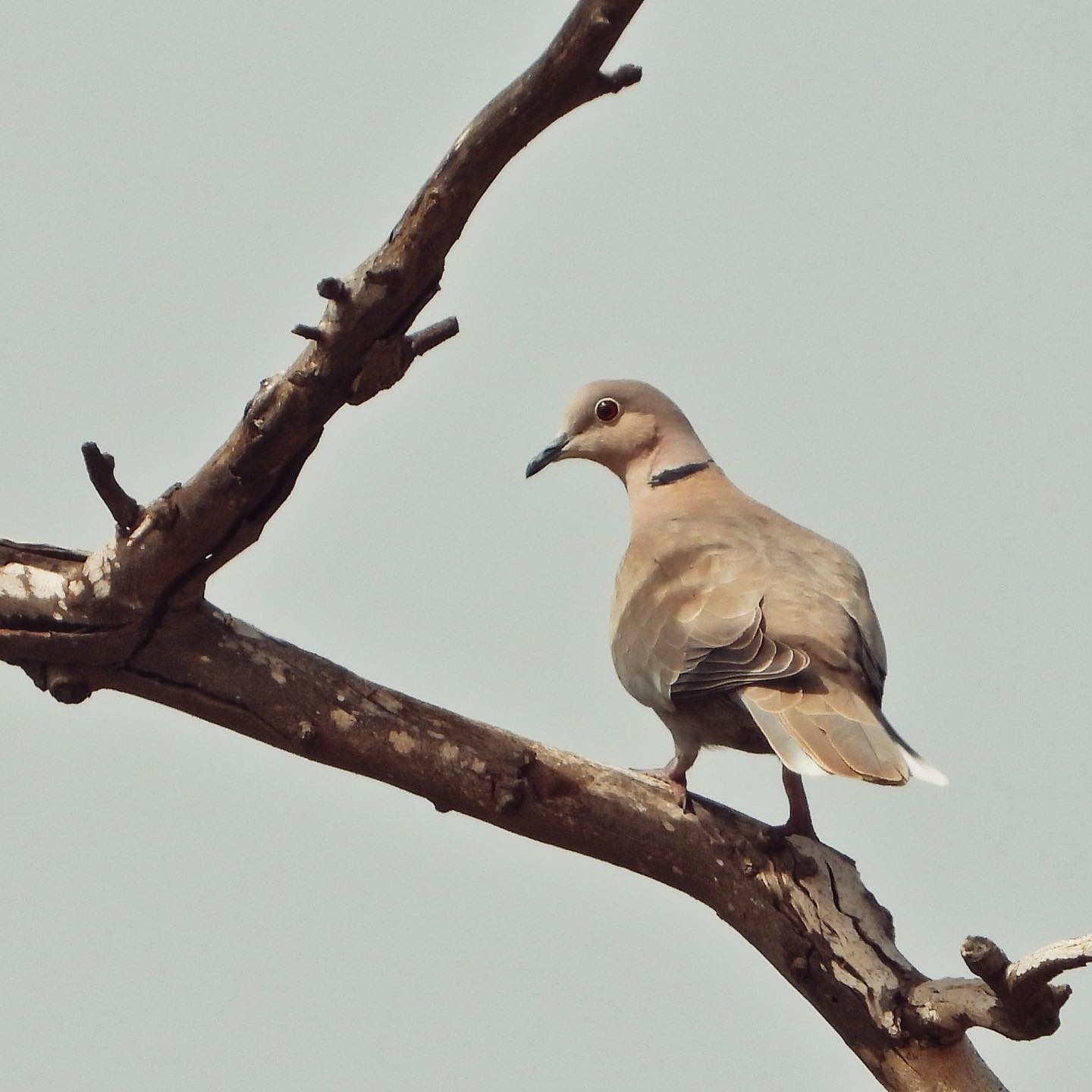 Collared Dove 3