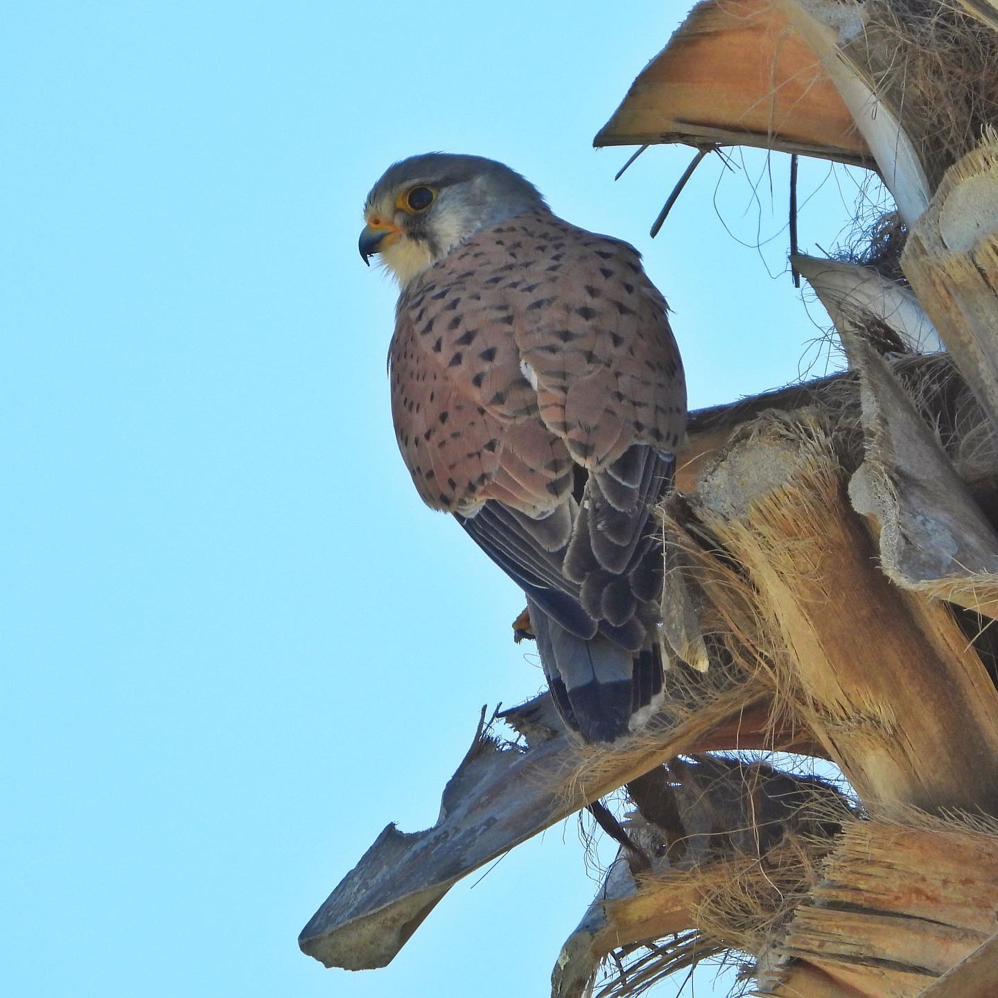 Common Kestrel 5