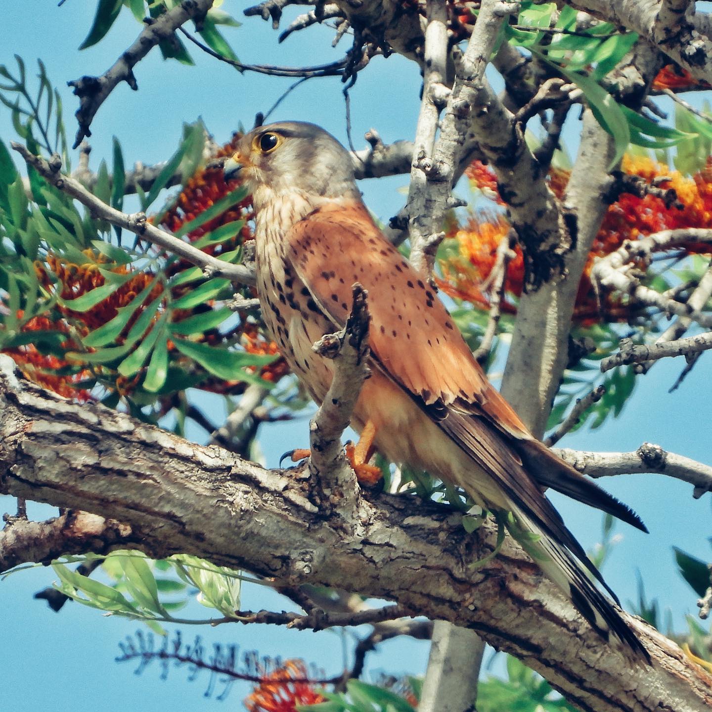 Common Kestrel 6