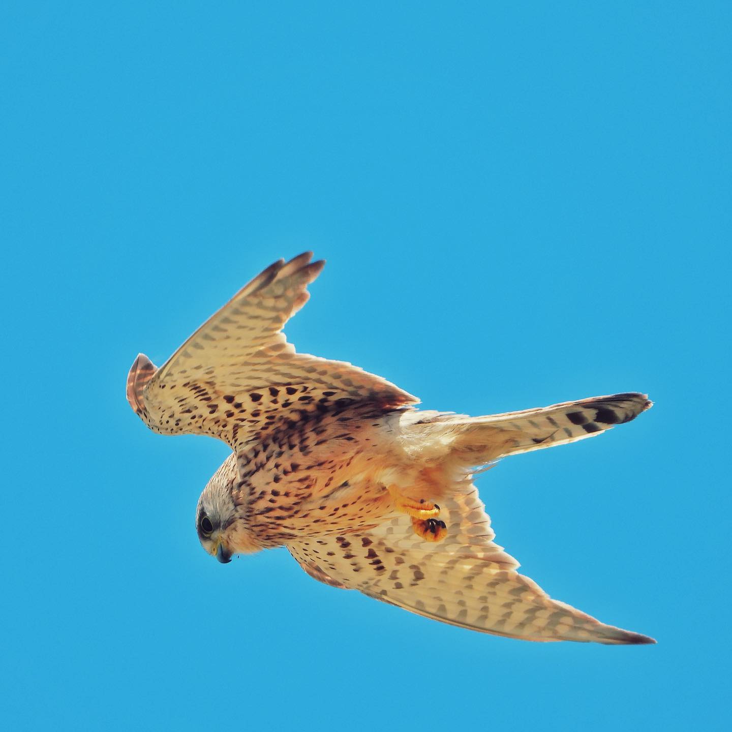 Common Kestrel 7