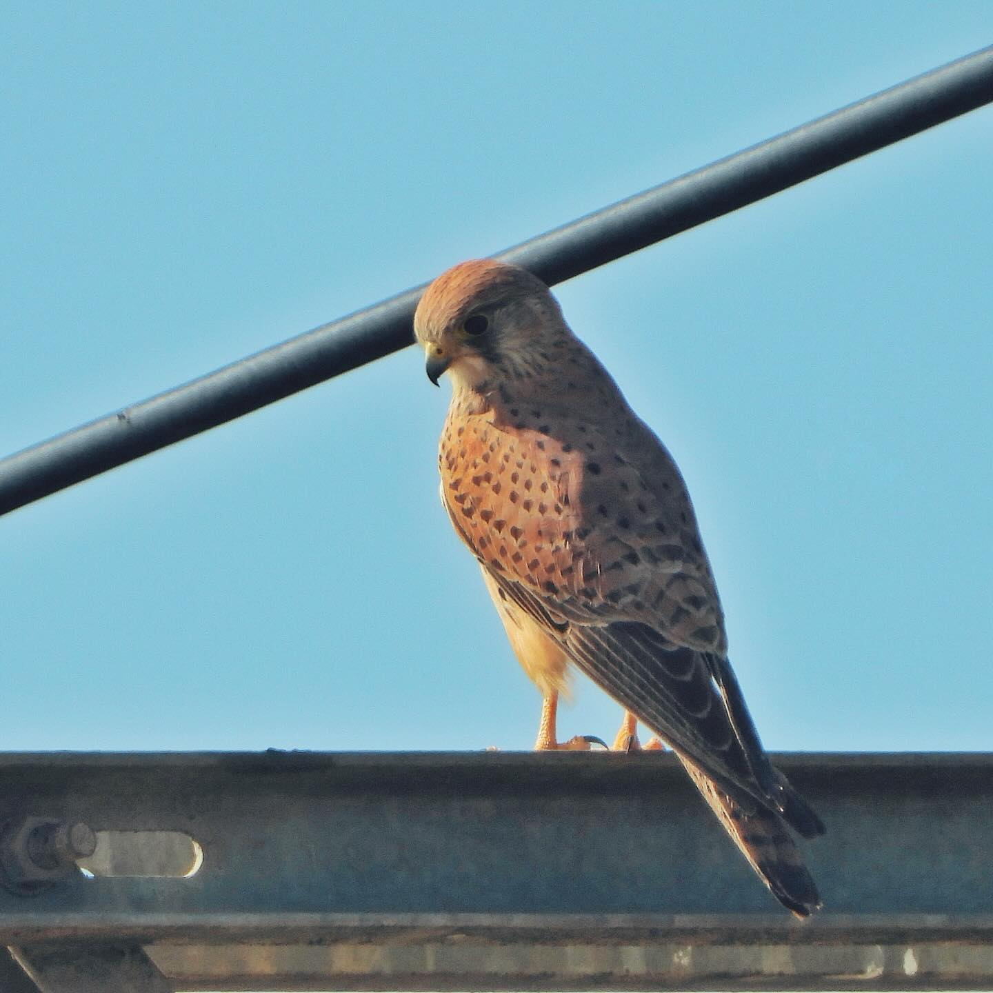 Common Kestrel 8