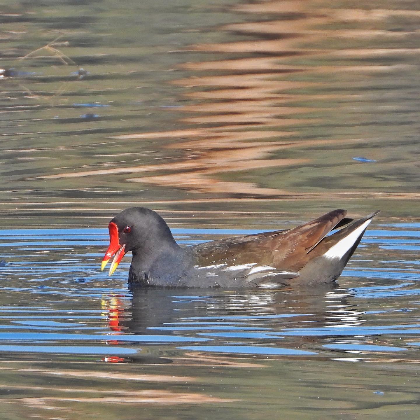 Common Moorhen 1