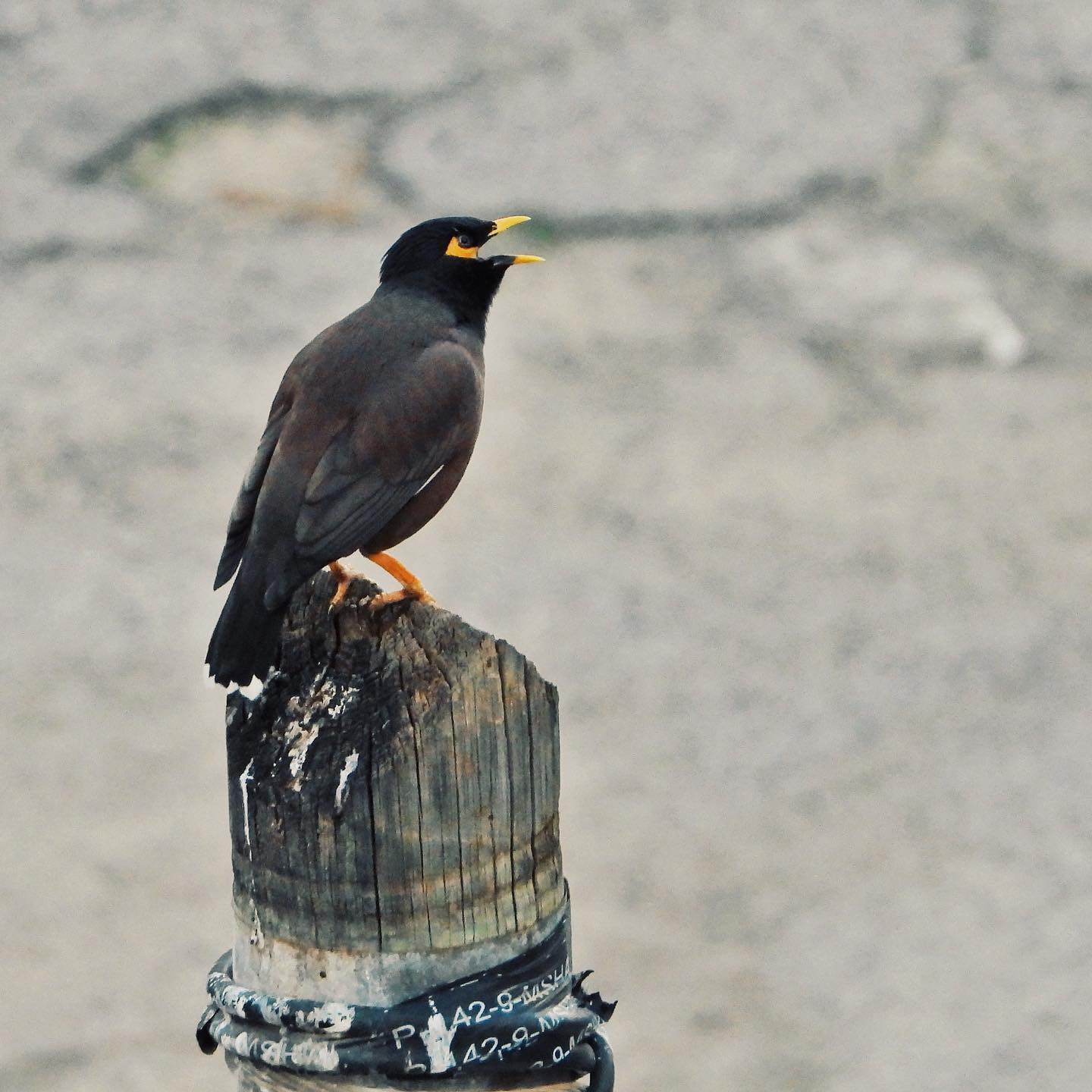 Common Myna 15