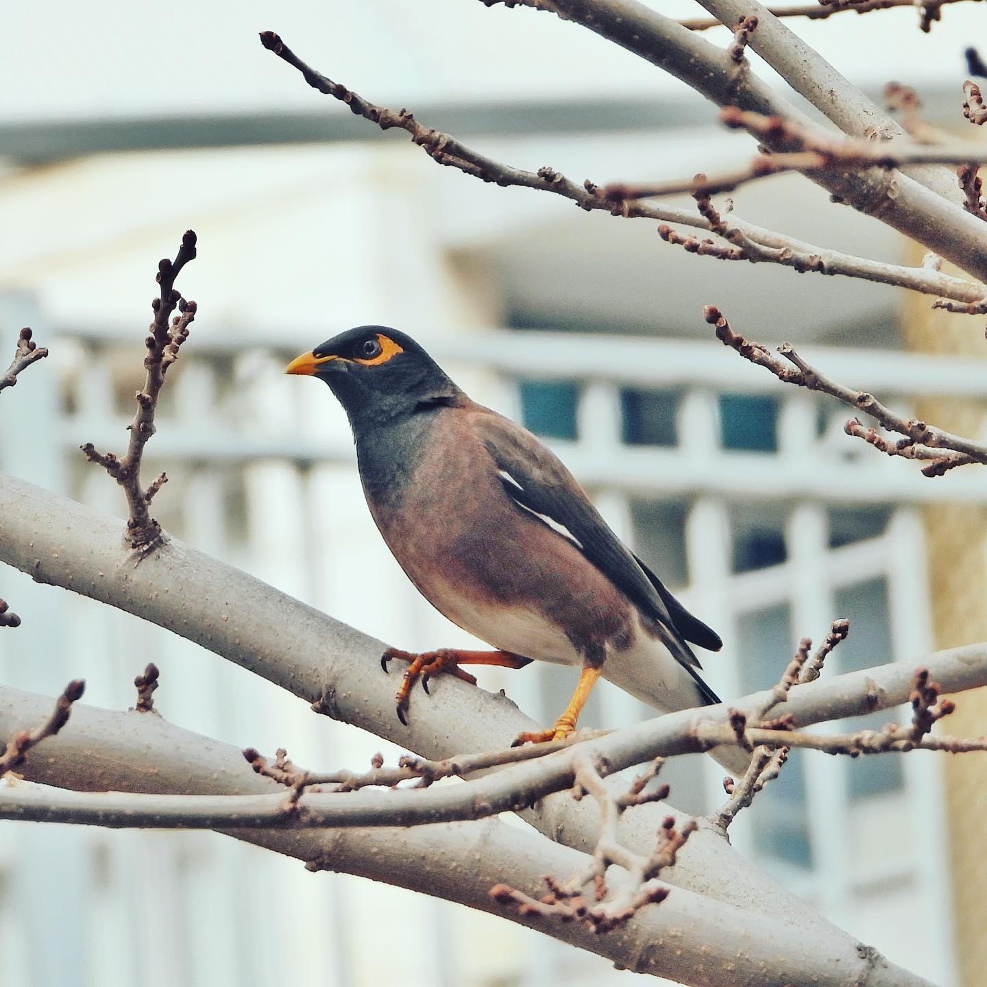 Common Myna 16