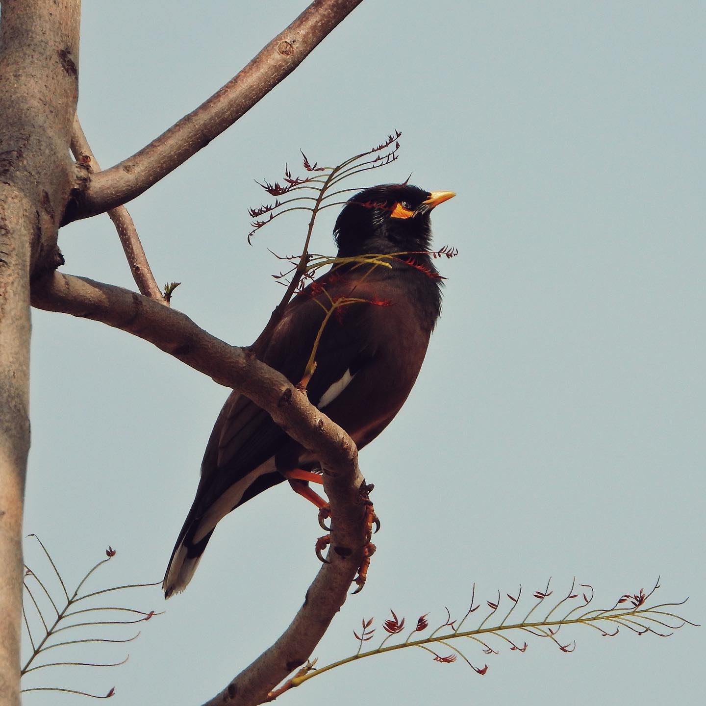 Common Myna 17