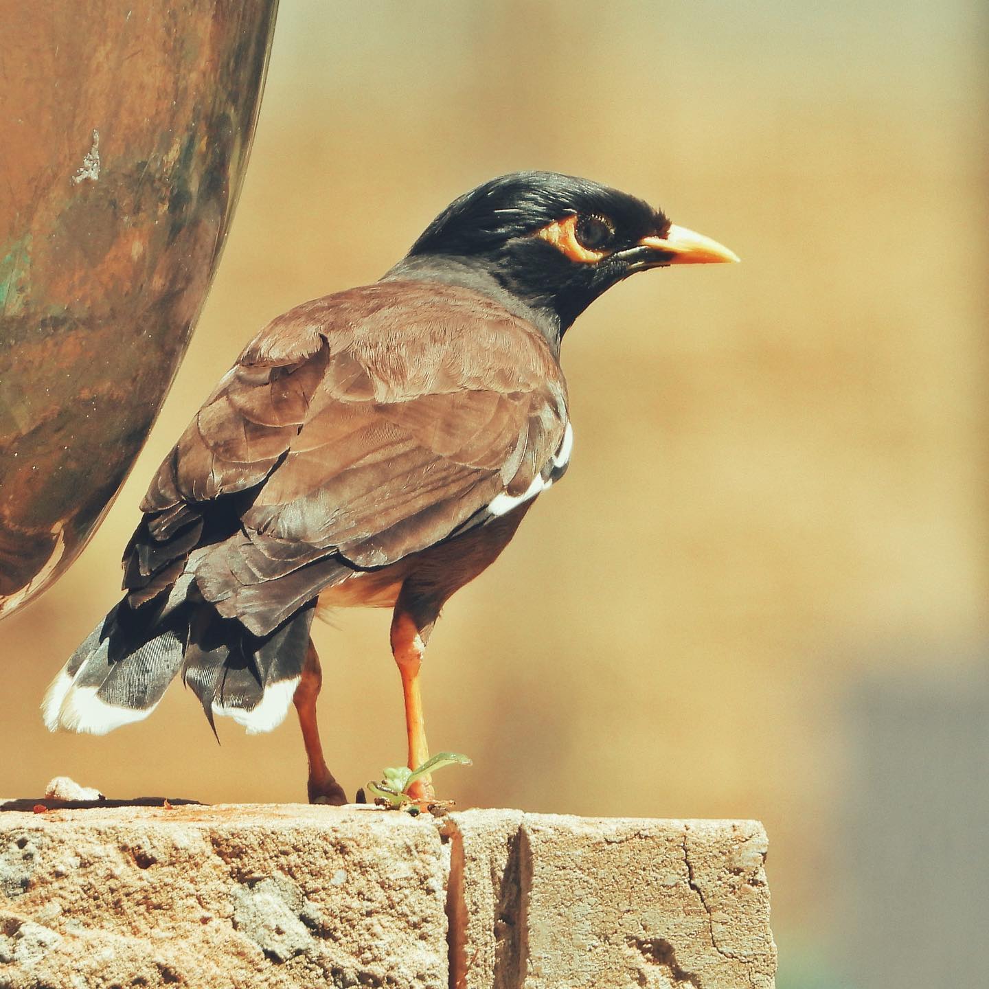 Common Myna 19