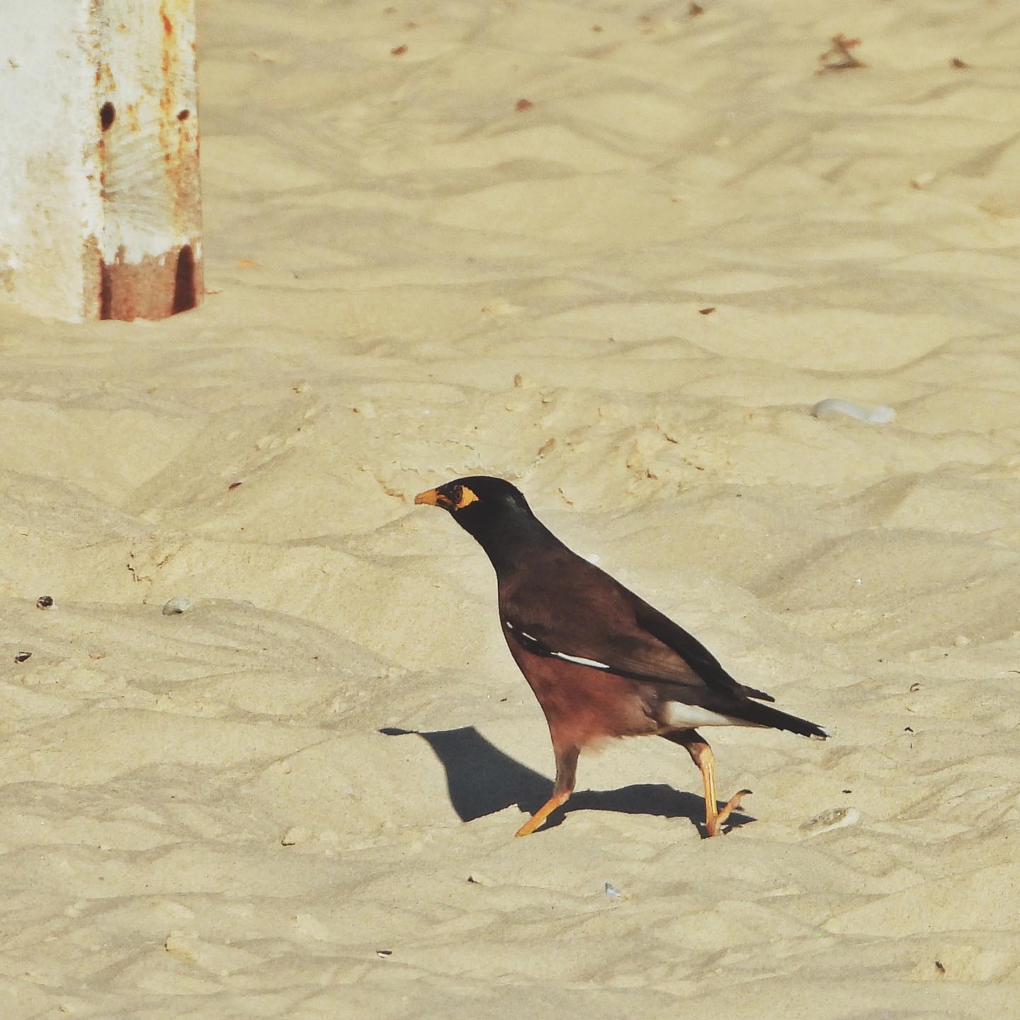 Common Myna 20