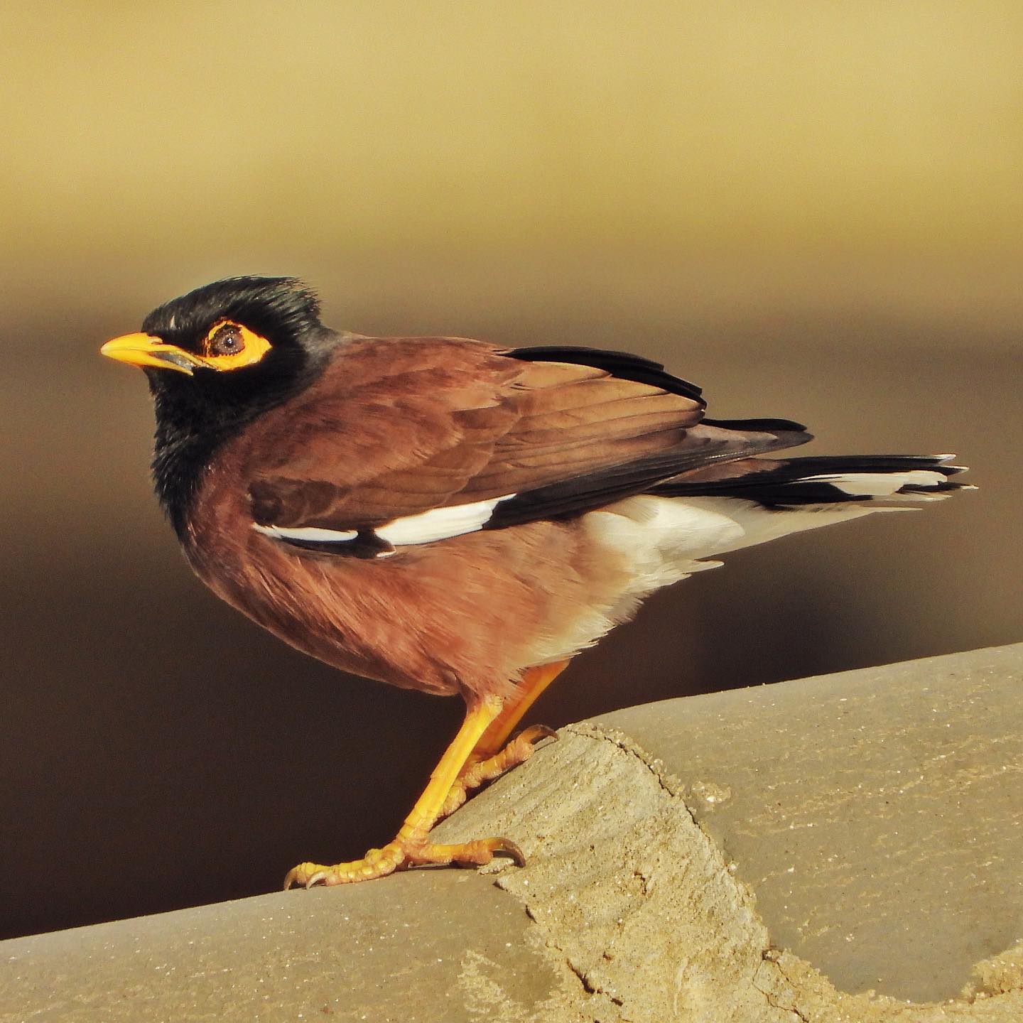 Common Myna 21