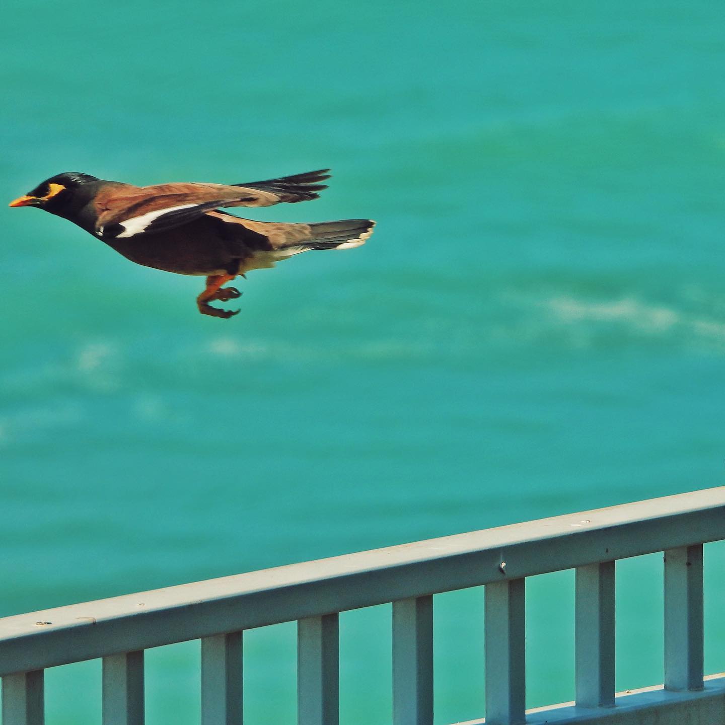 Common Myna 22