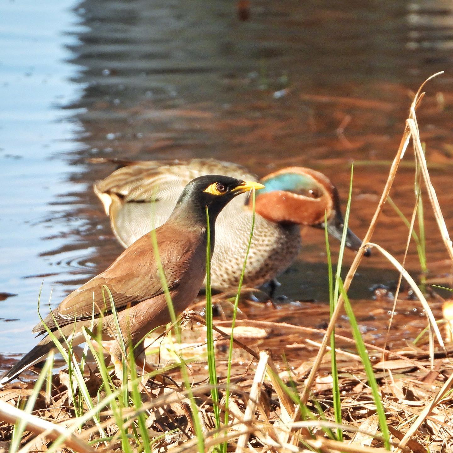 Common Myna Eurasian Teal 1