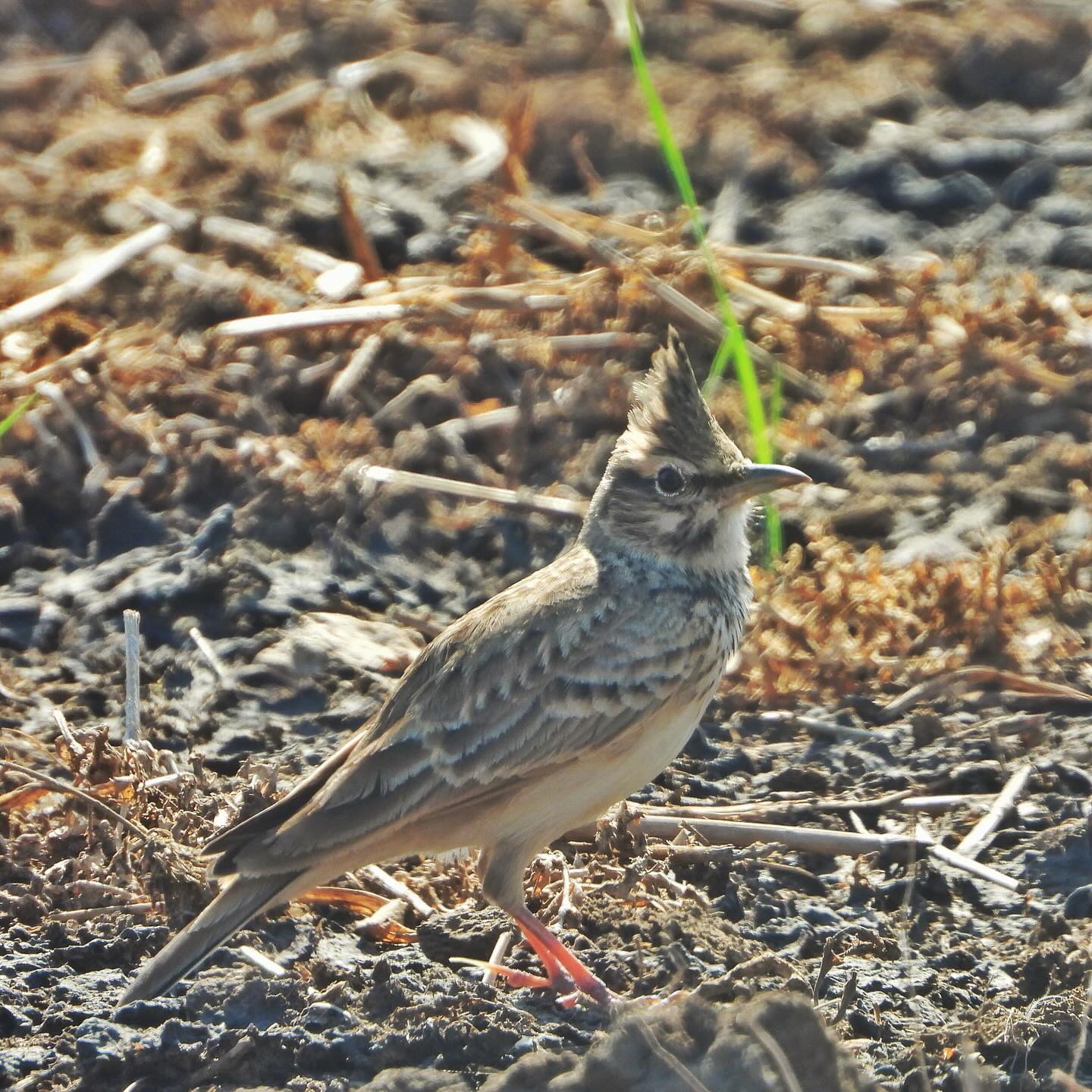 Crested Lark 1