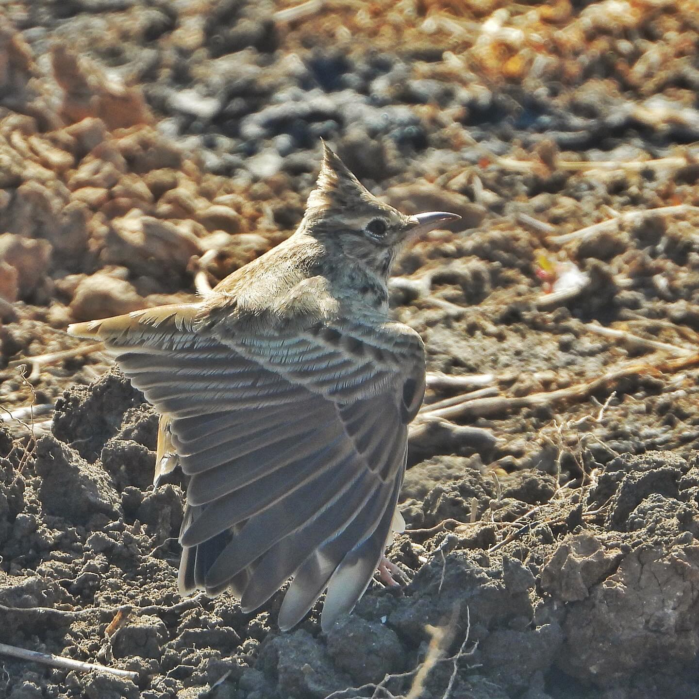 Crested lark