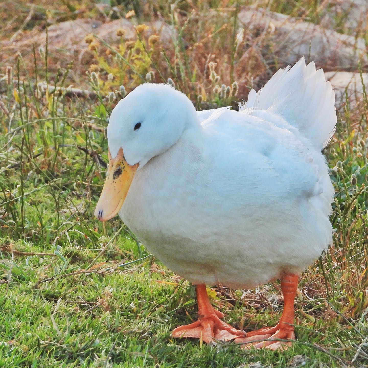 Domestic Duck 1