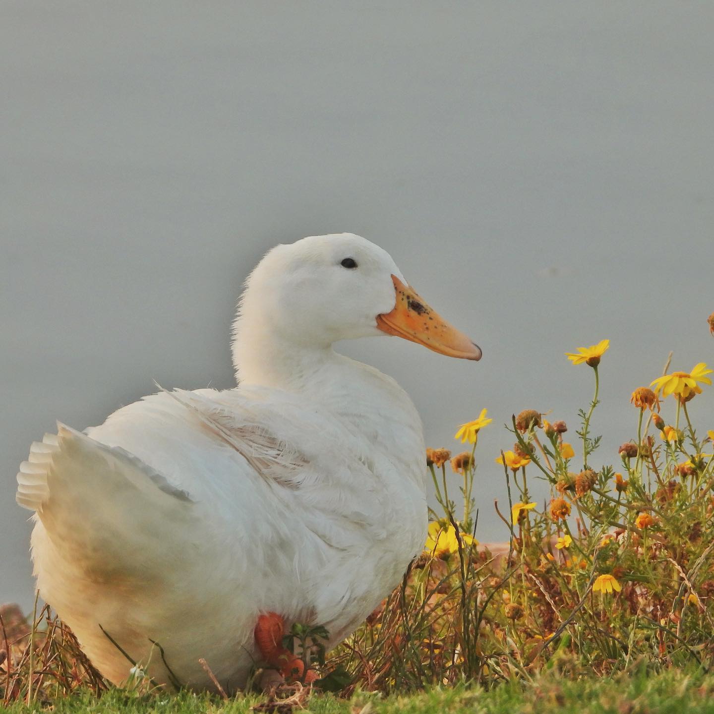 Domestic Duck 2