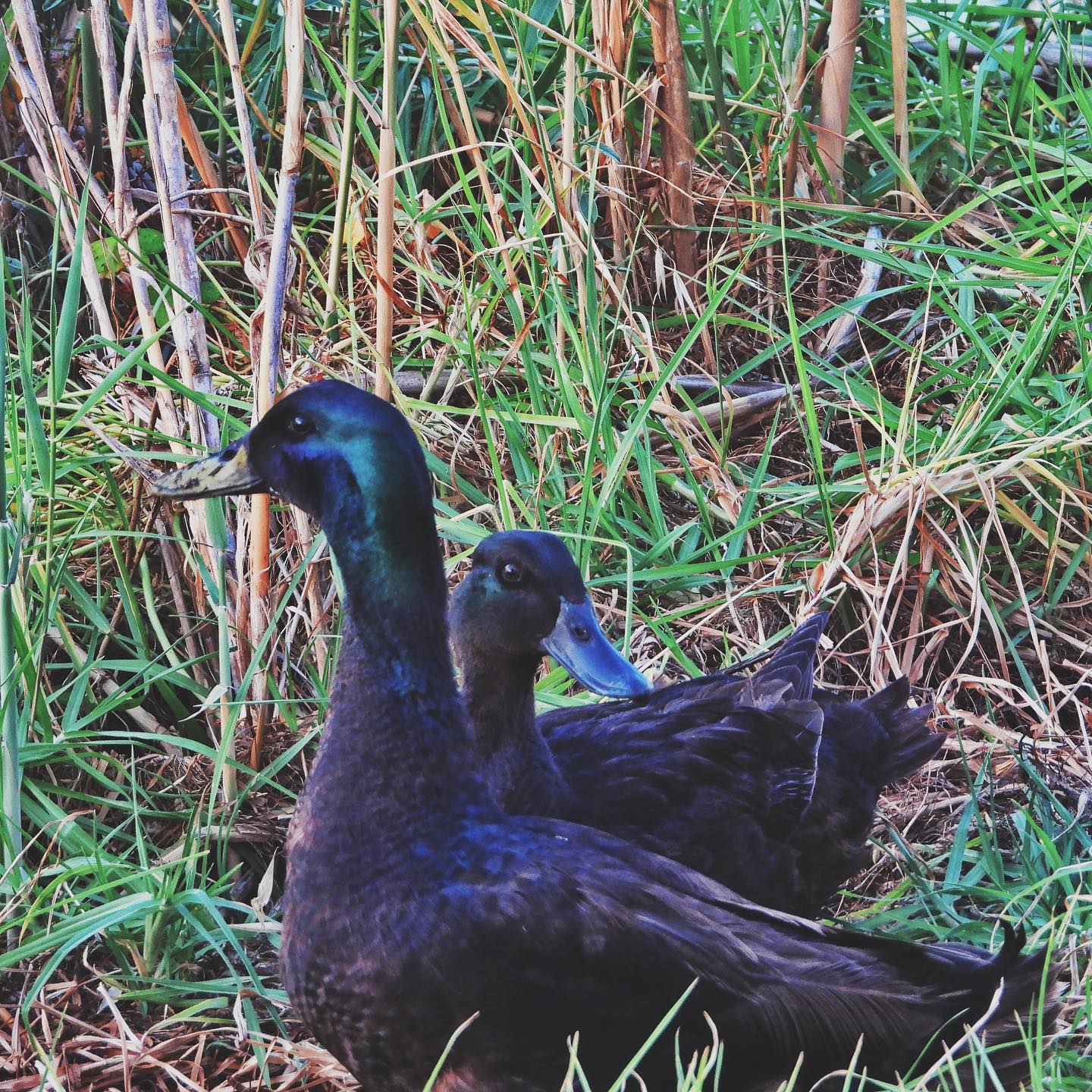 Domestic Duck 3