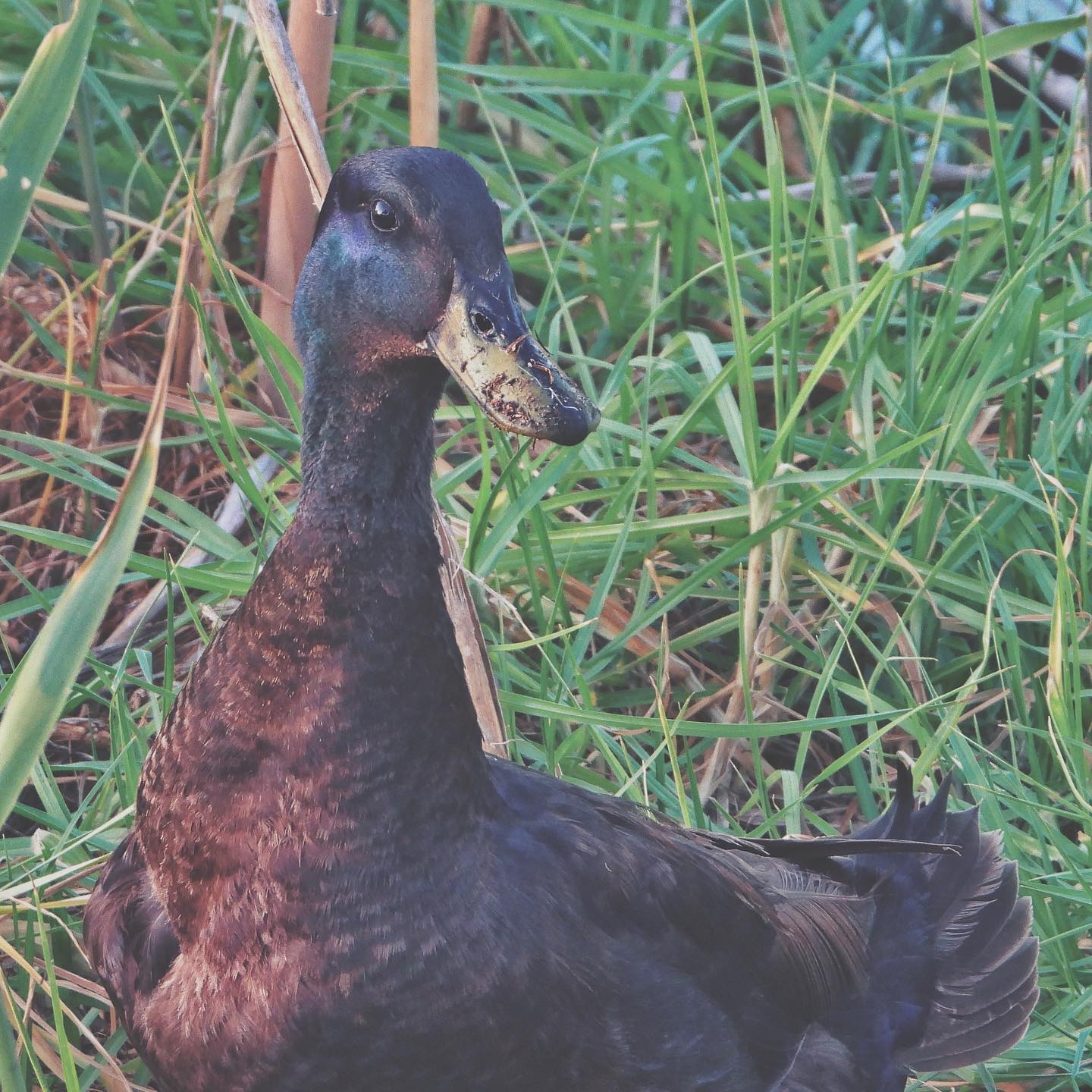 Domestic Duck 4