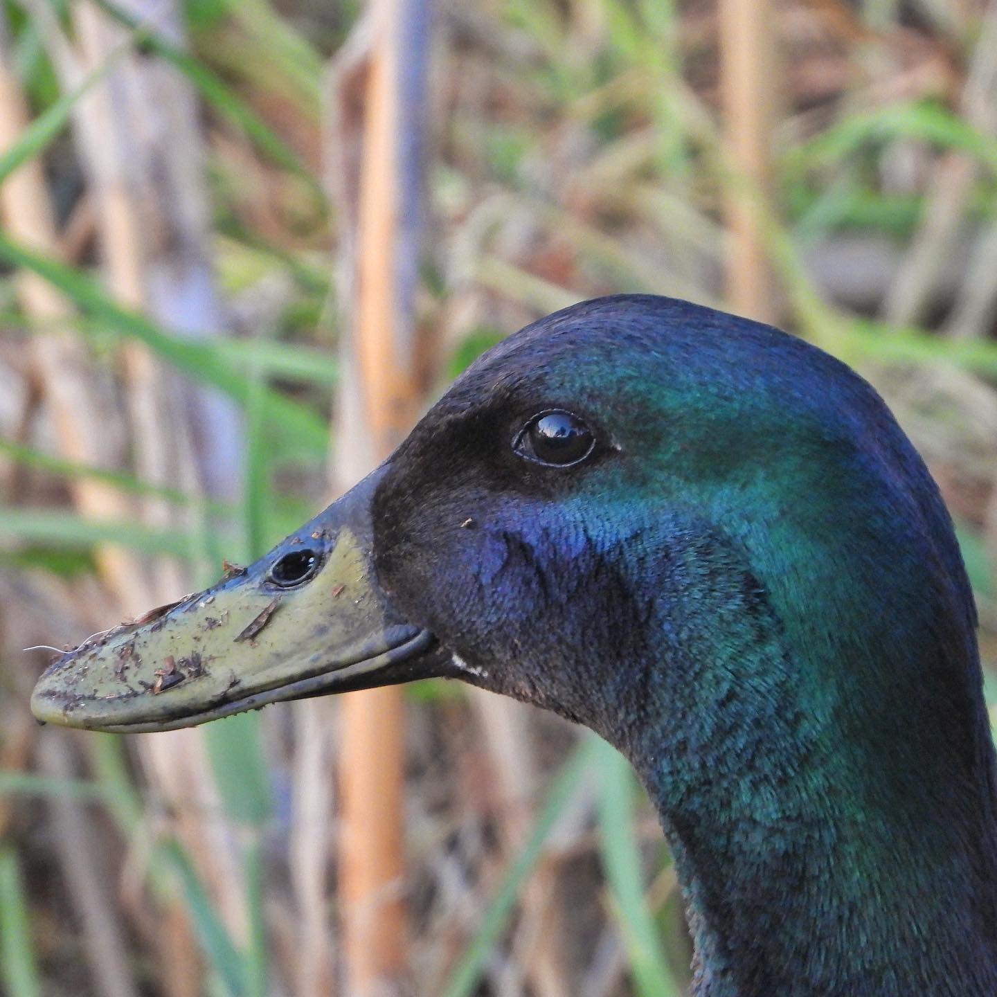 Domestic duck