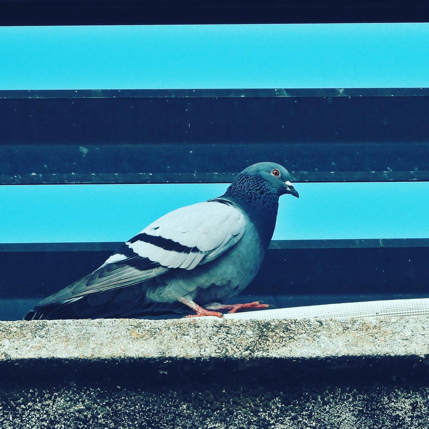 Domestic Pigeon 19