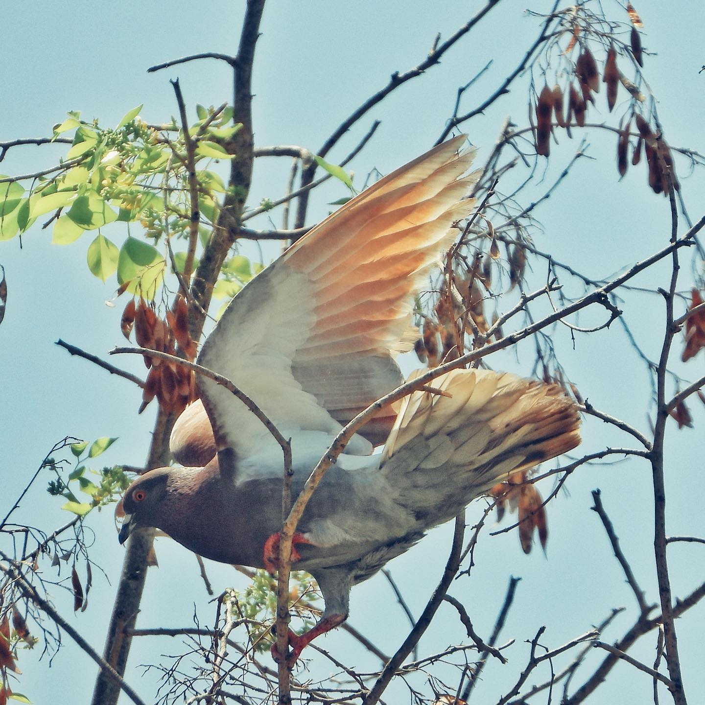 Domestic Pigeon 20