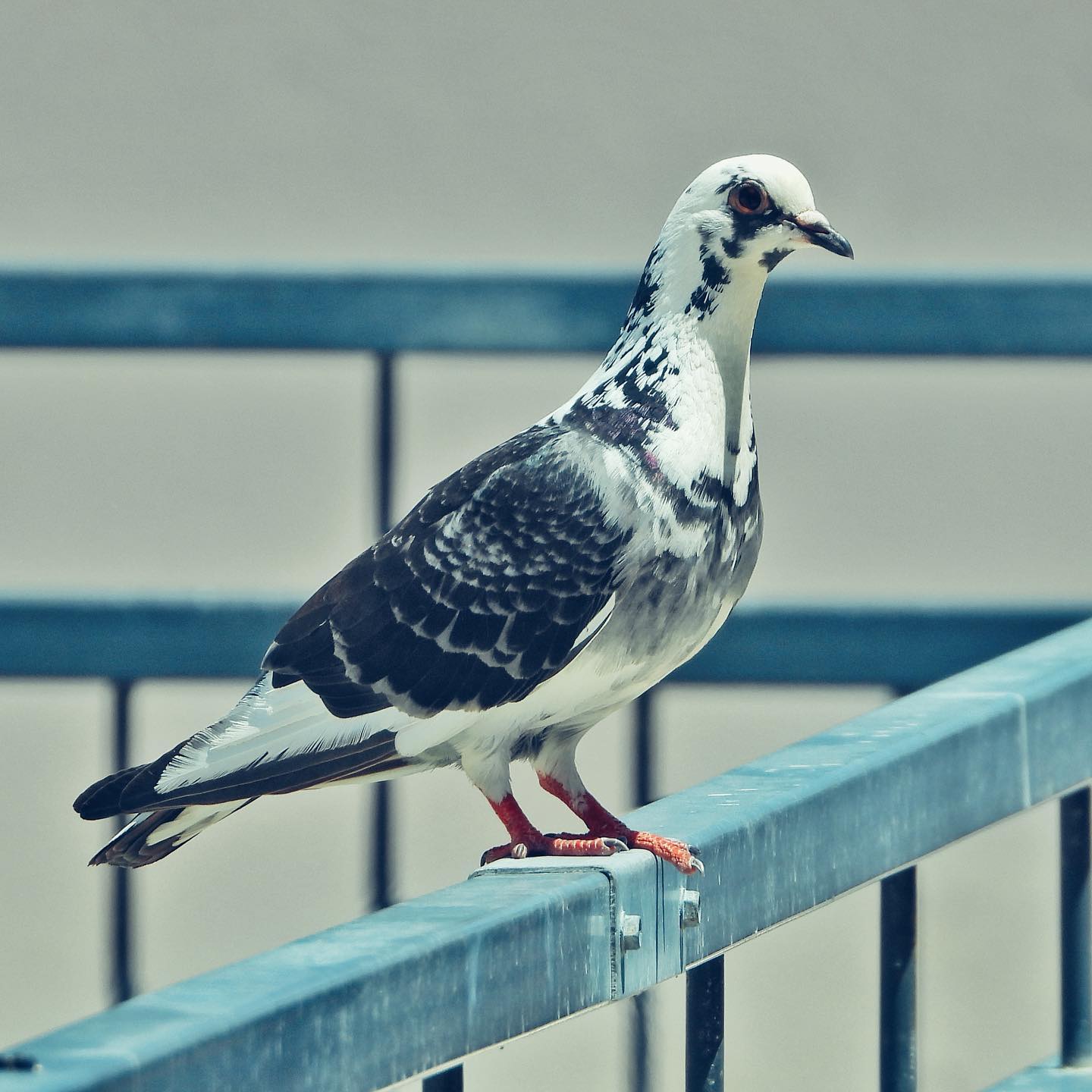 Domestic pigeon