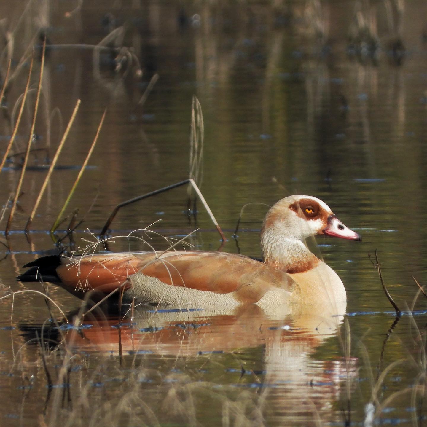 Egyptian Goose 1