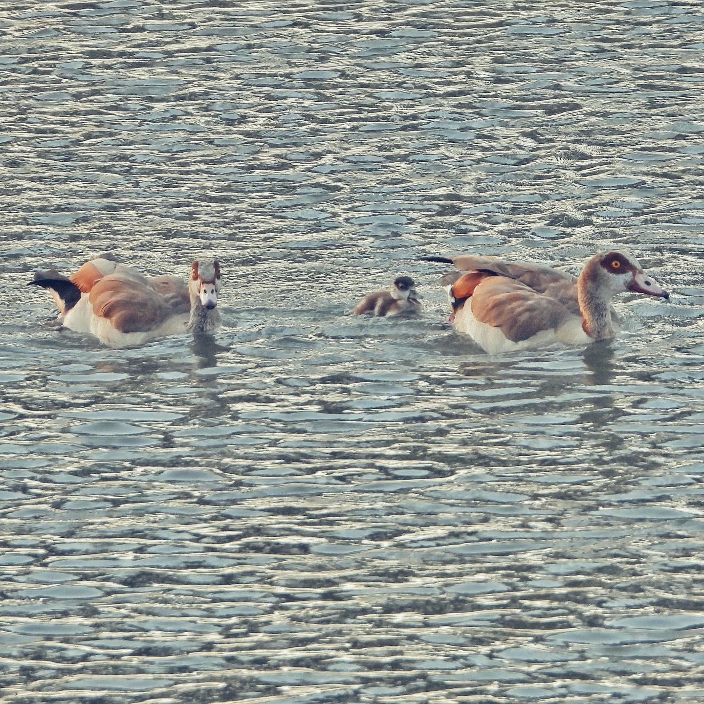 Egyptian Goose 2