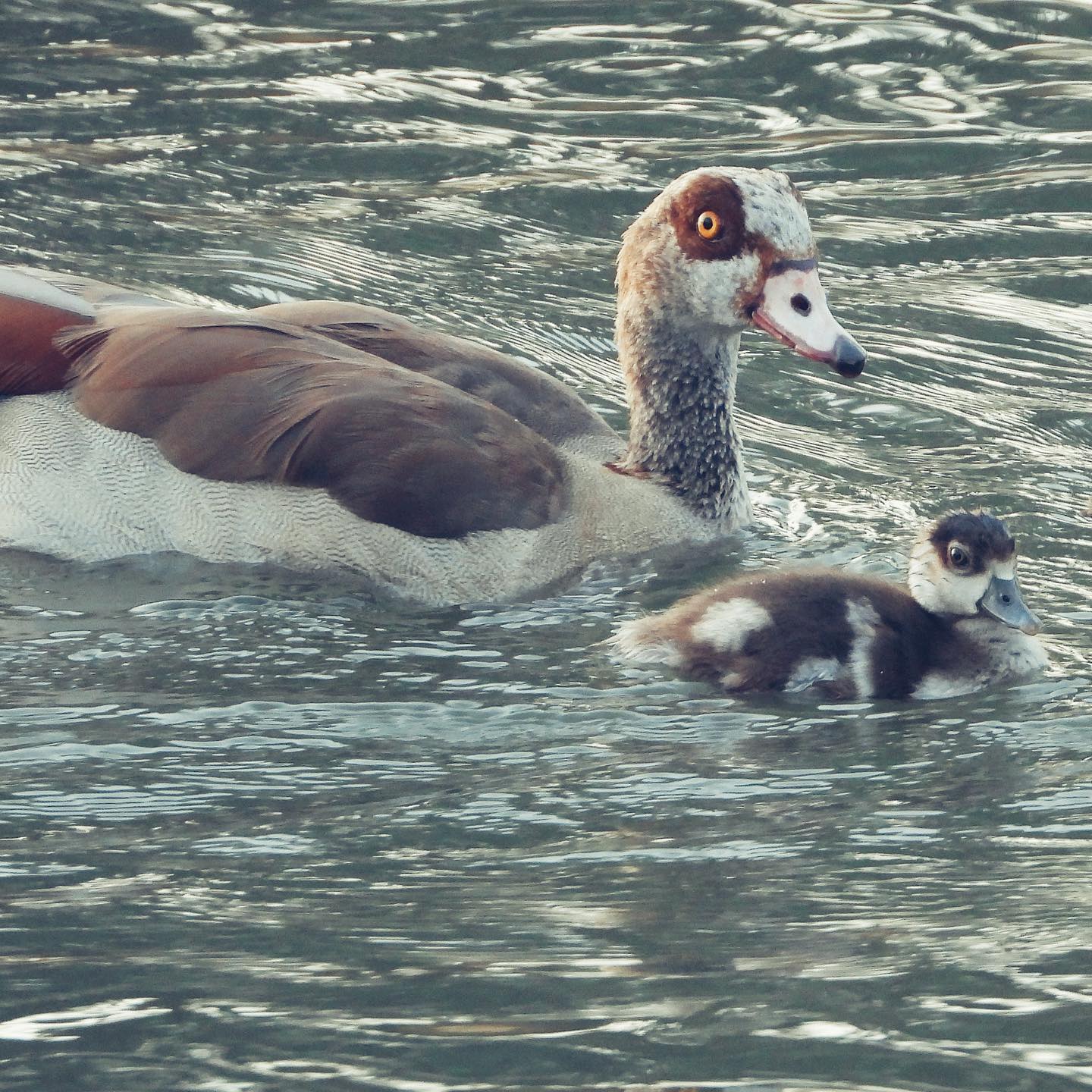 Egyptian Goose 3