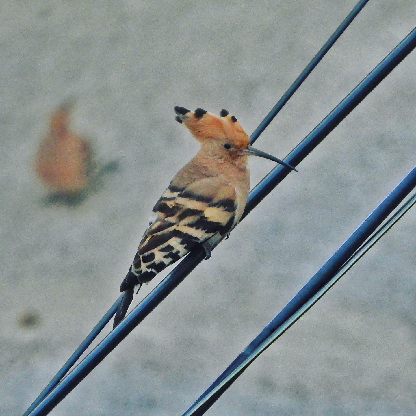 Eurasian Hoopoe 1