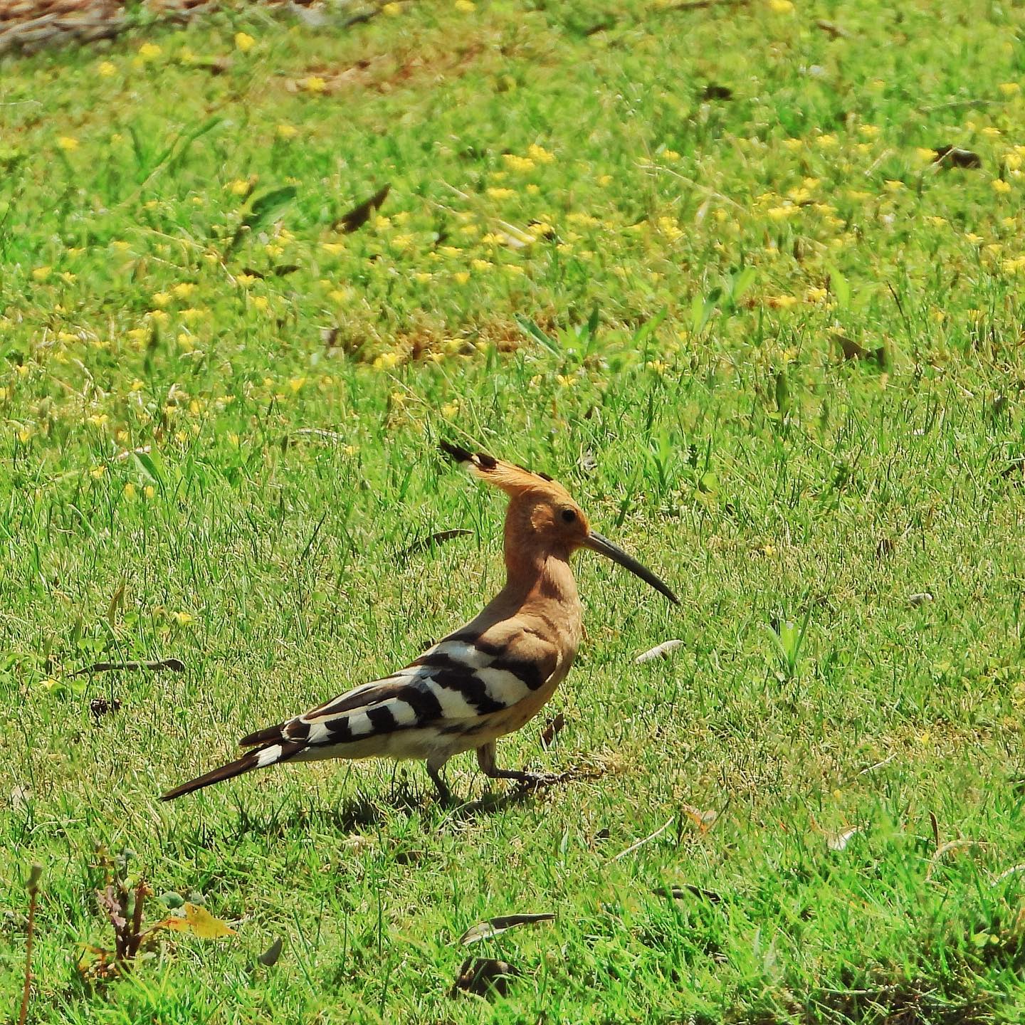 Eurasian Hoopoe 2