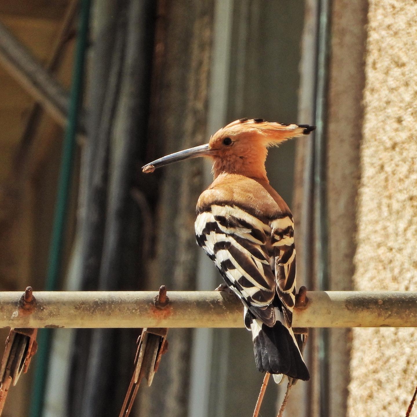 Eurasian Hoopoe 3