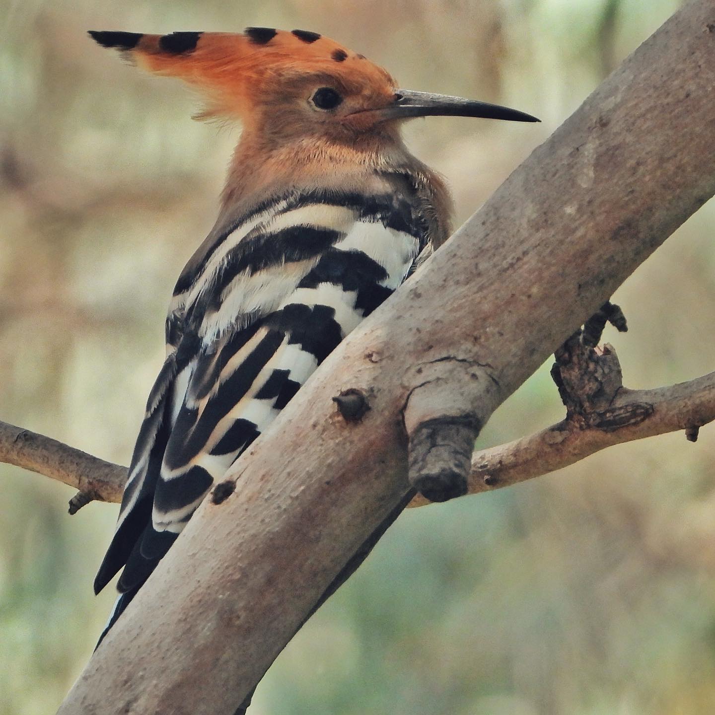 Eurasian Hoopoe 4