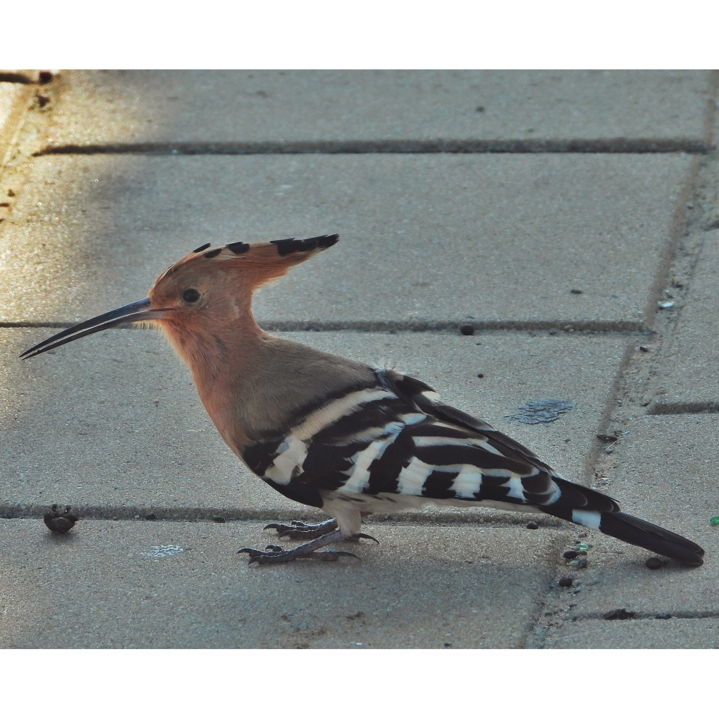 Eurasian Hoopoe 5