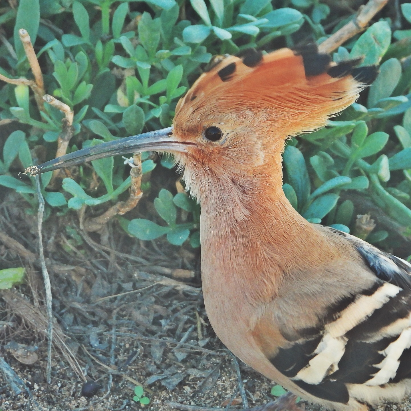 Eurasian Hoopoe 6