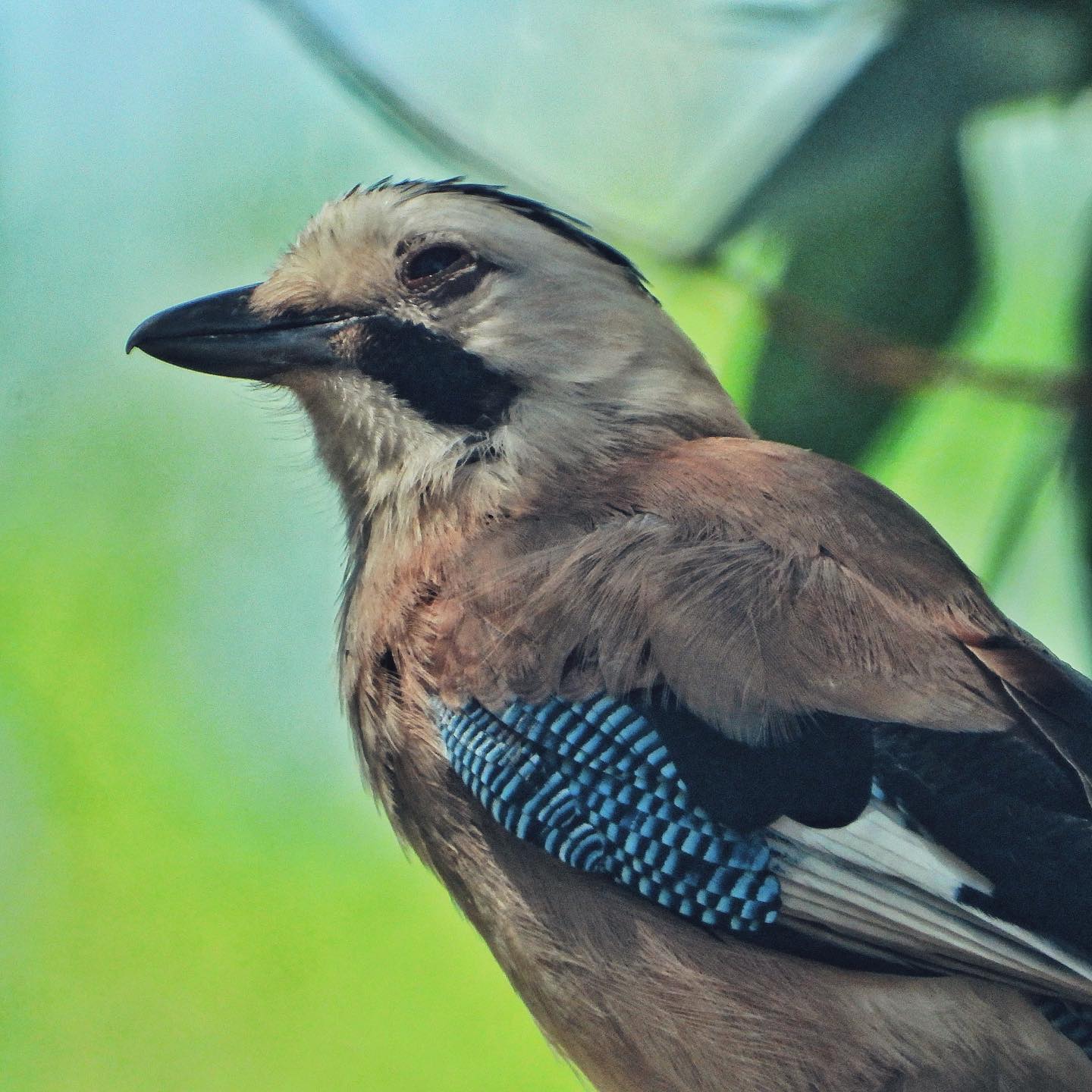 Eurasian Jay 10