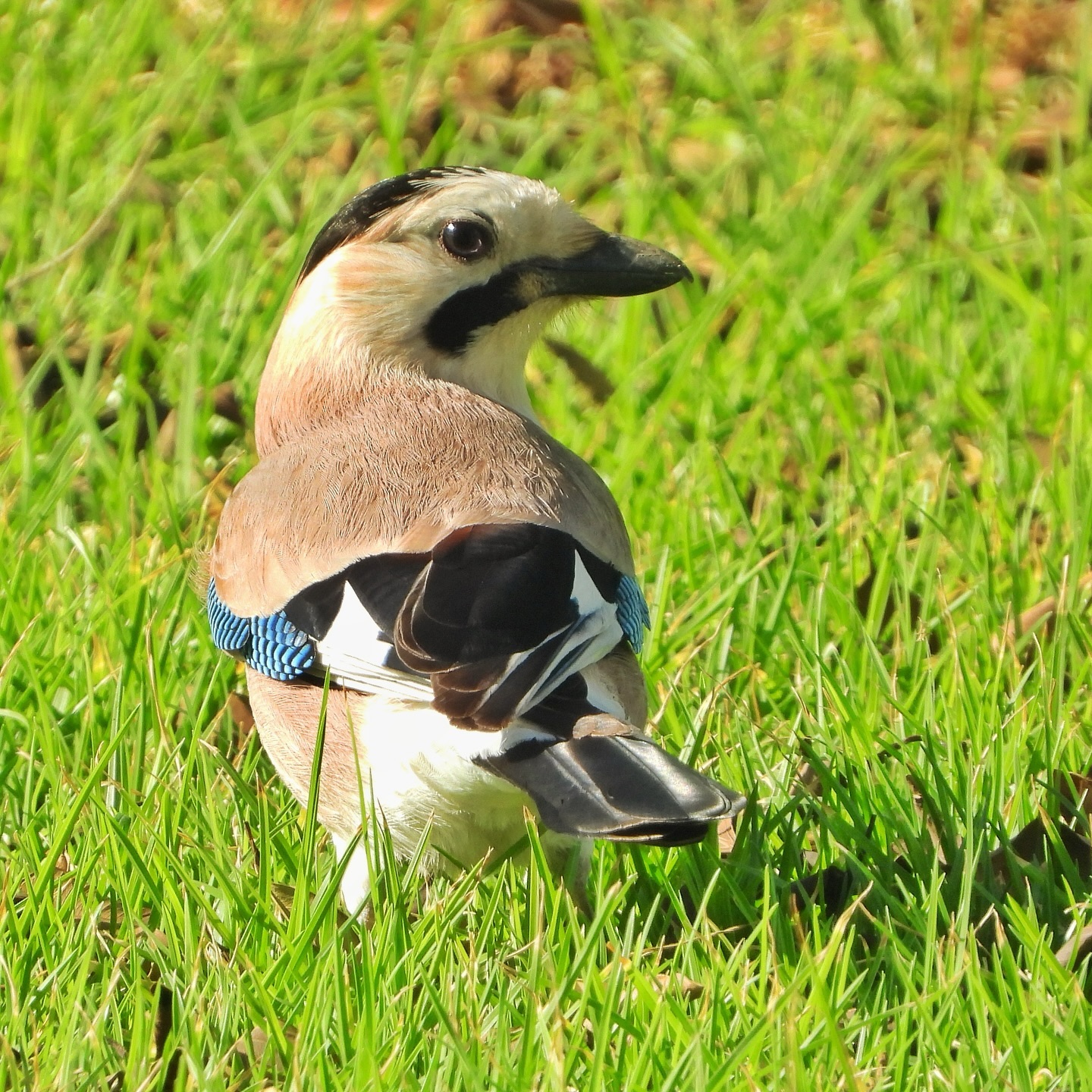 Eurasian Jay 11