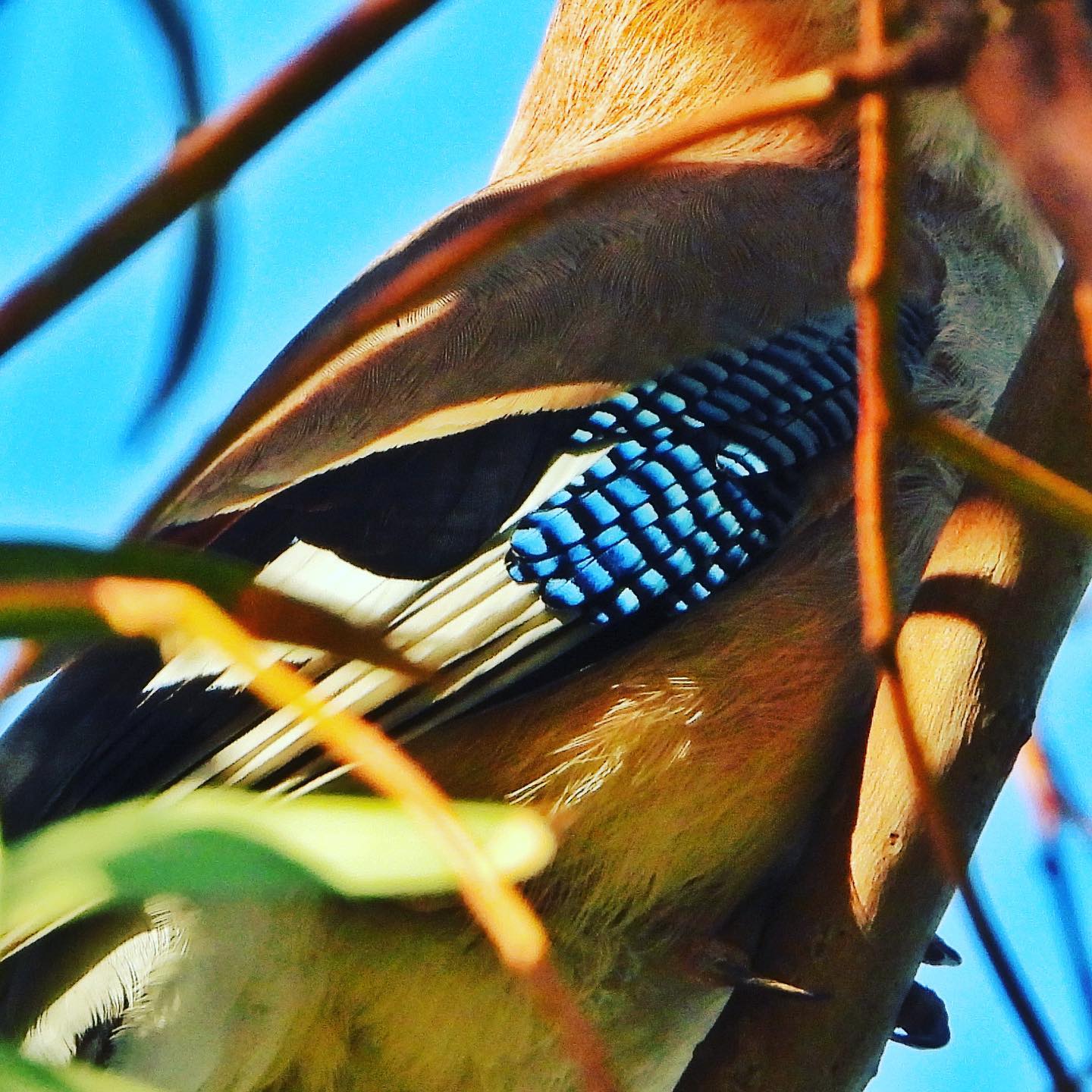 Eurasian Jay 3