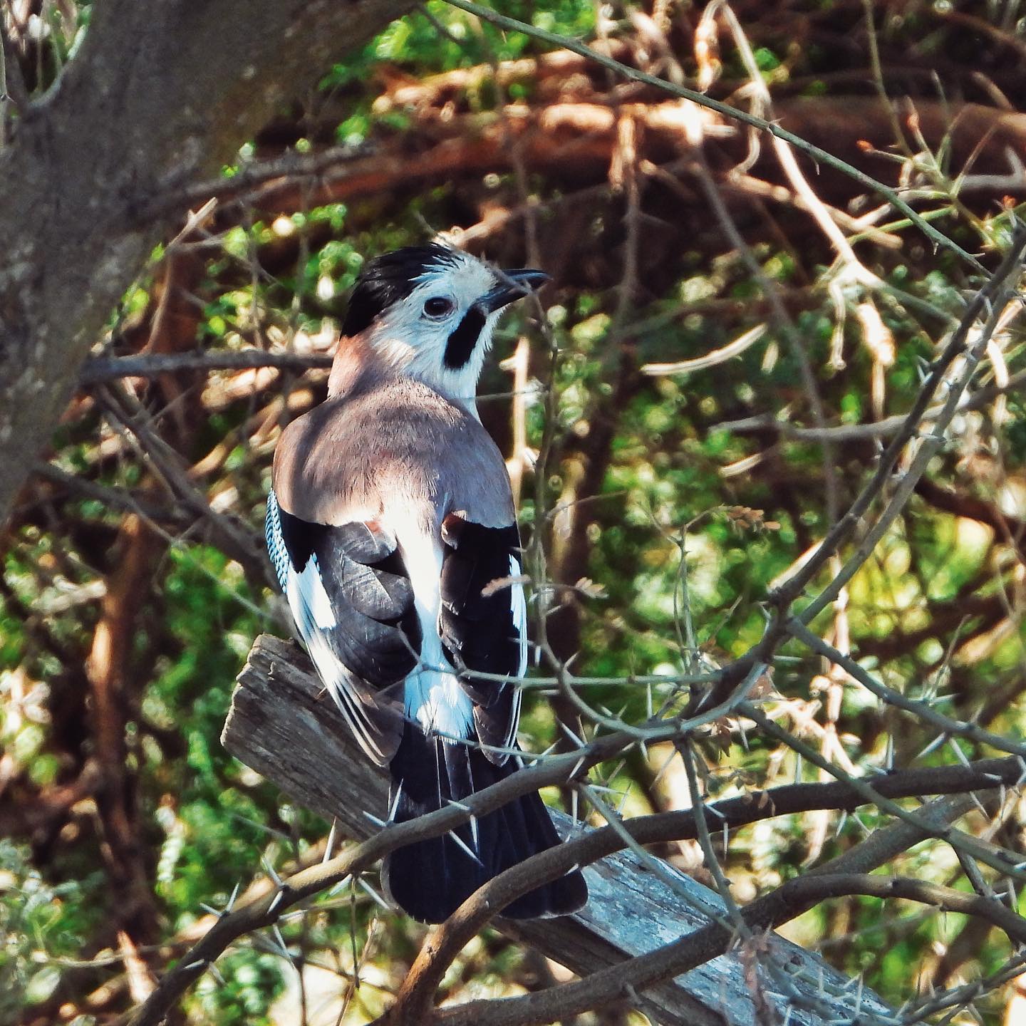 Eurasian Jay 4