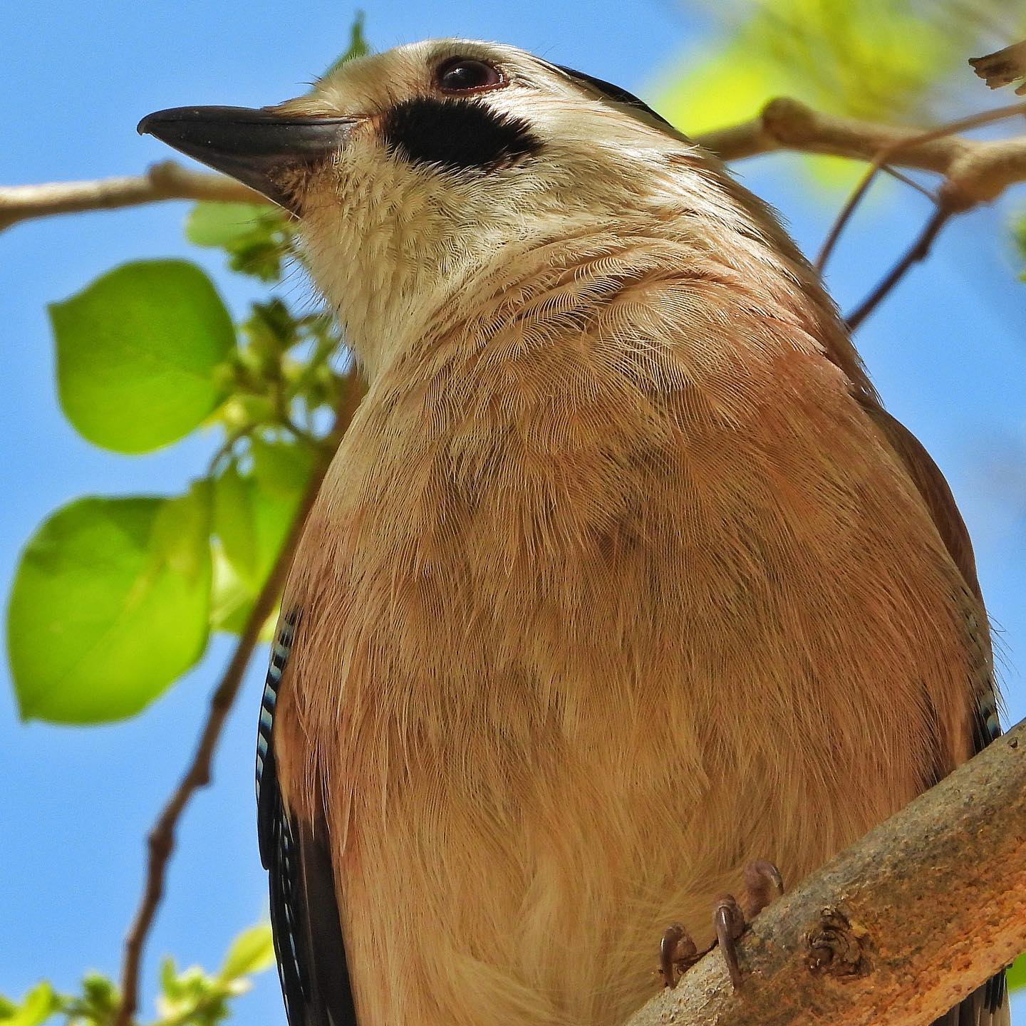 Eurasian Jay 5